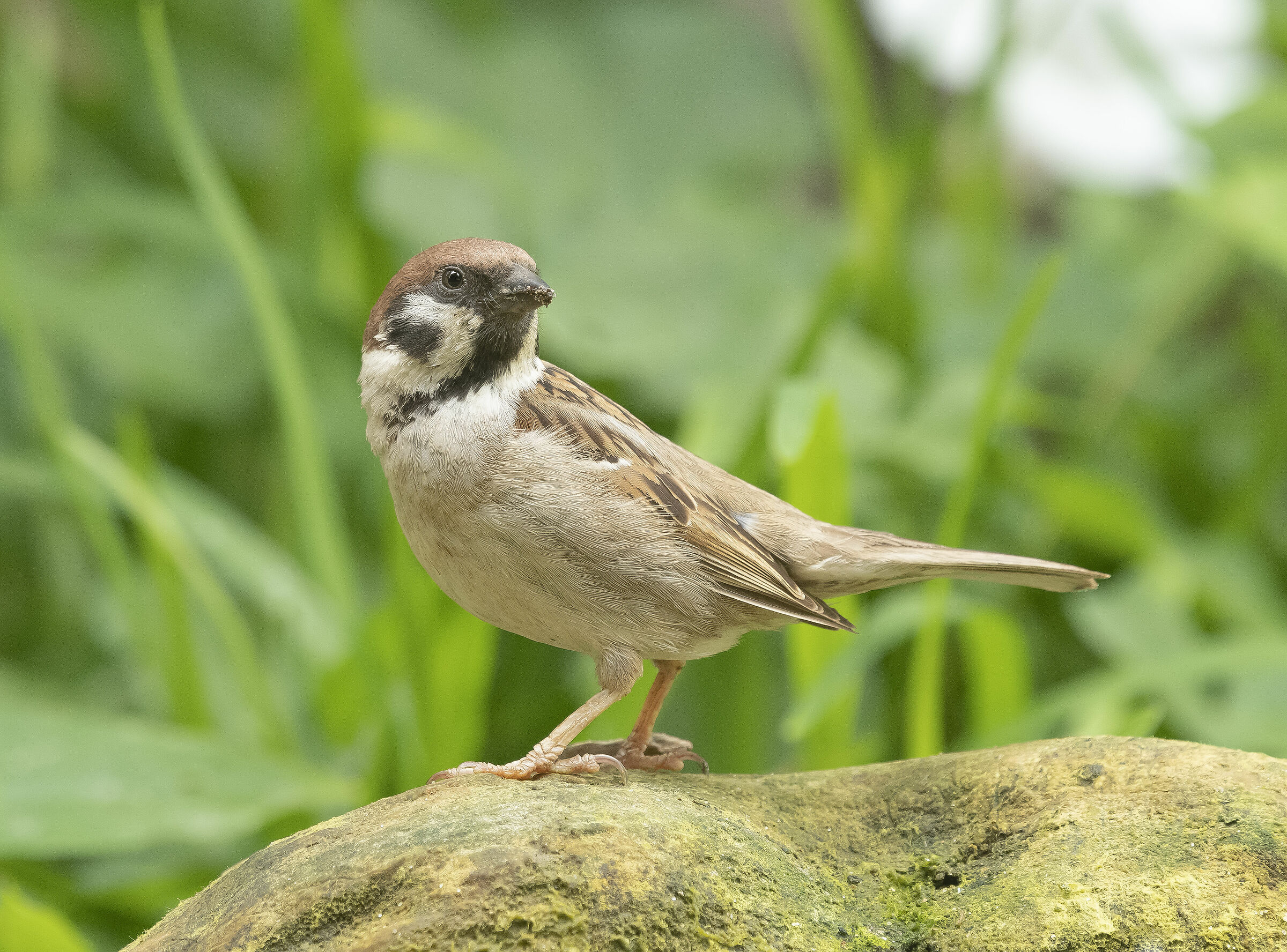 Mattuce Sparrow