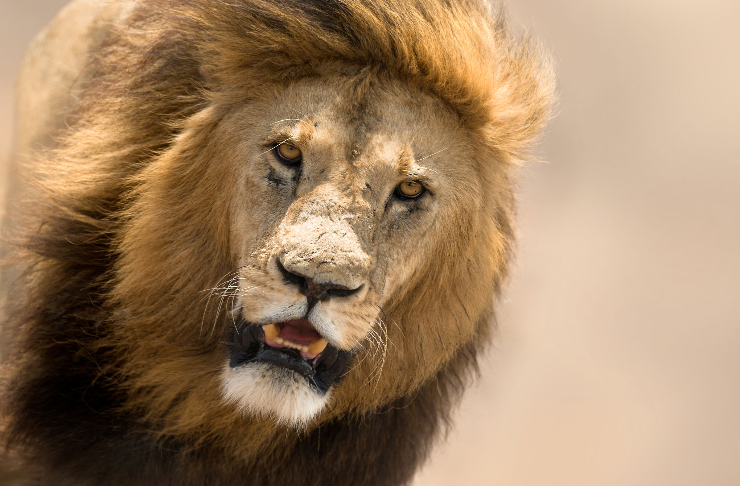 Lion, Ngorongoro.