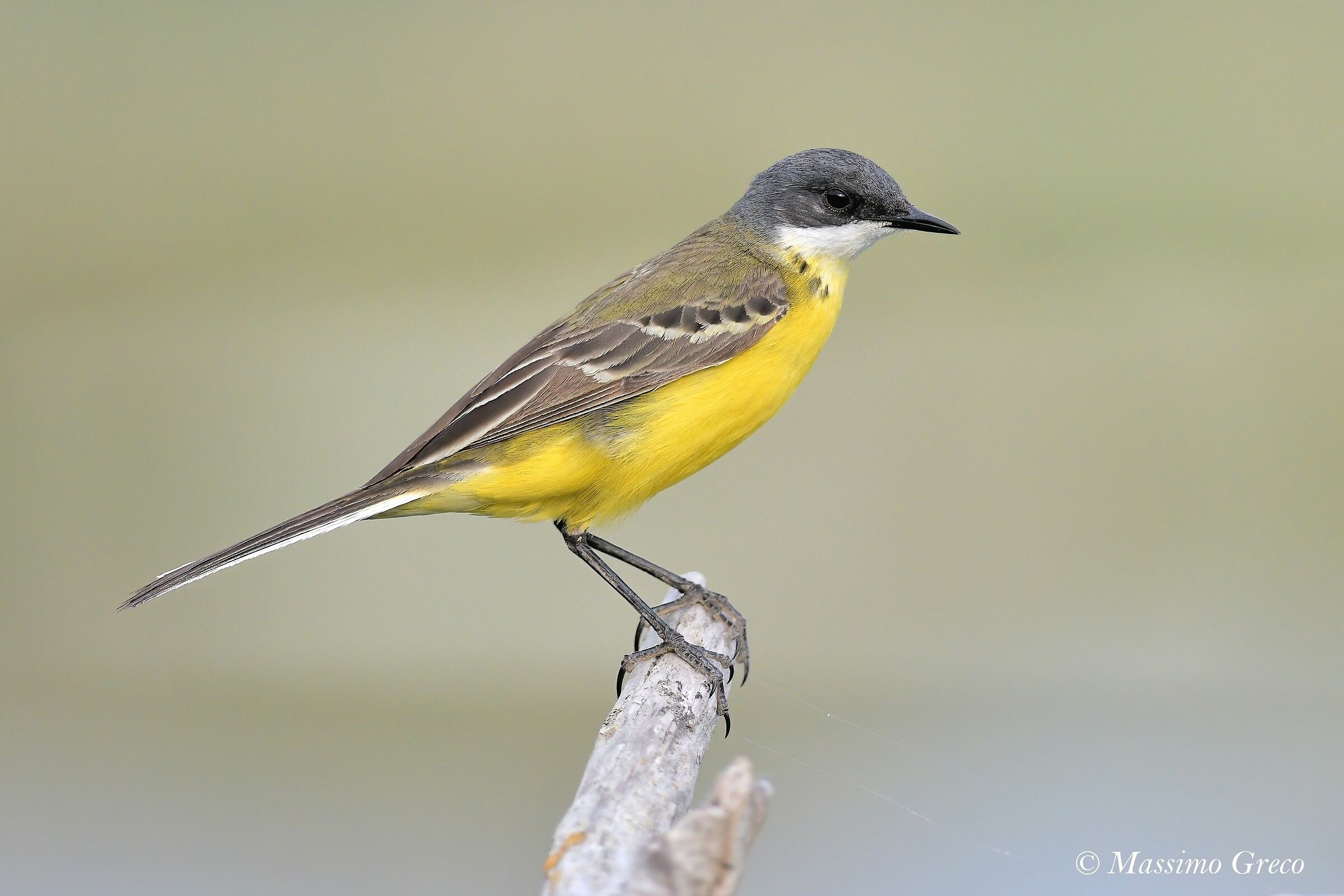 Cutrettola capocenerino- Motacilla flava cinereocapilla