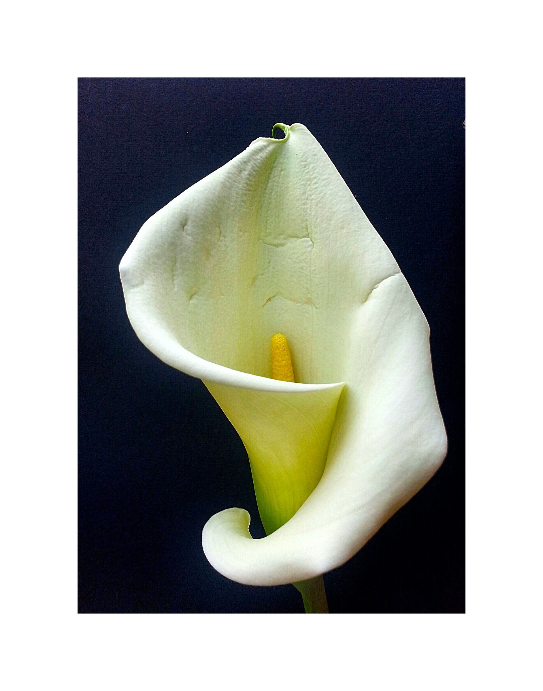 Calla