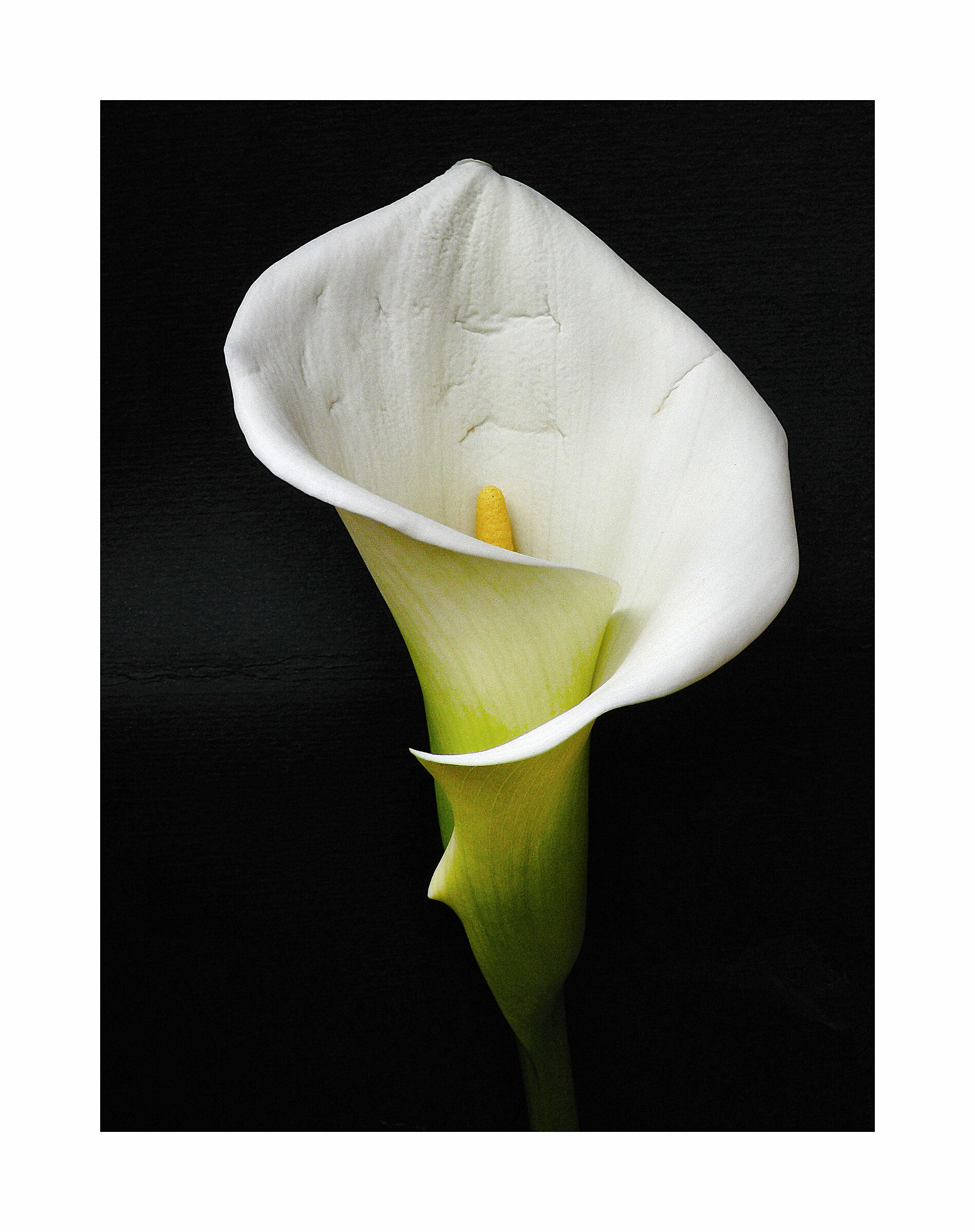 Calla