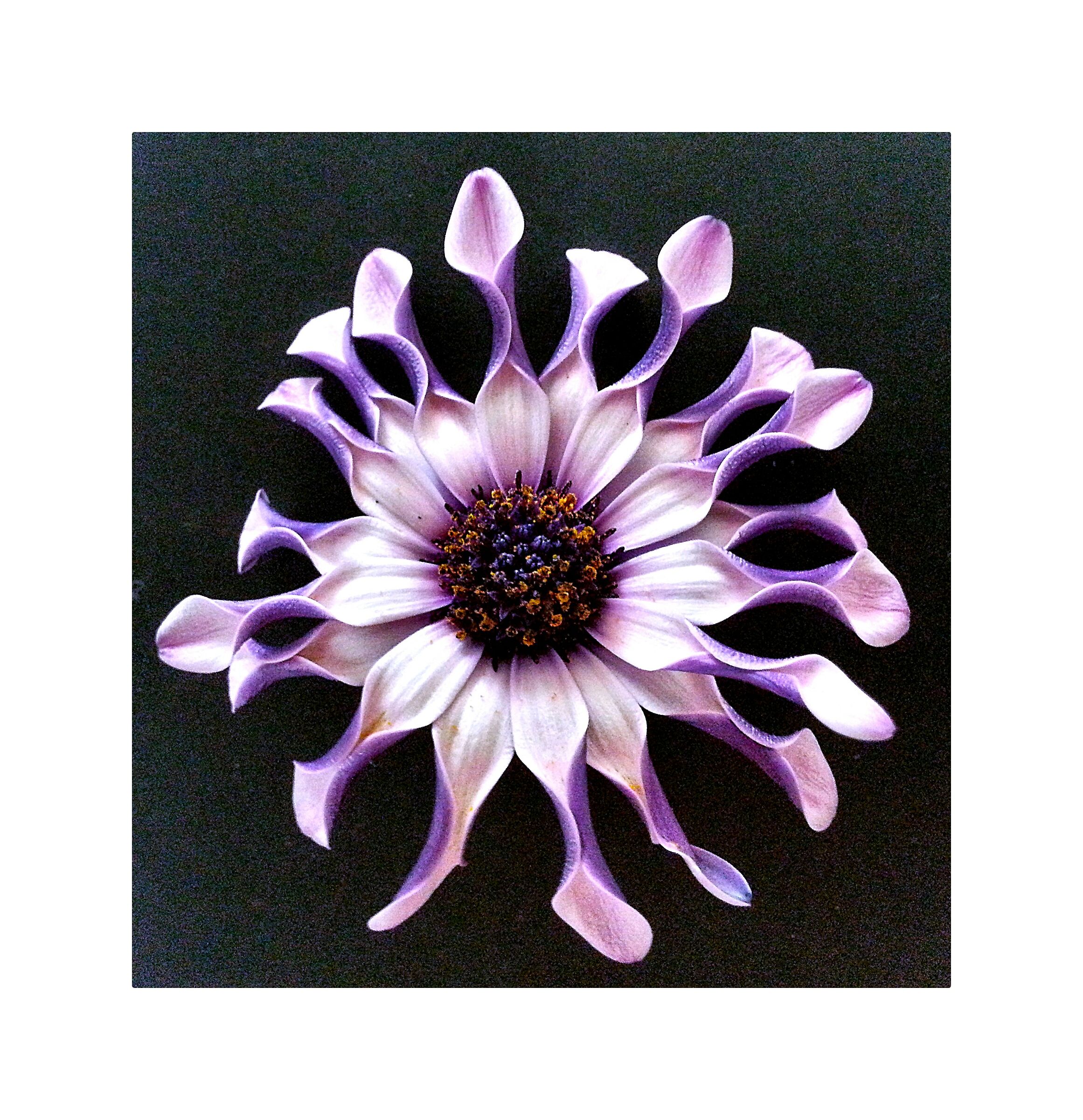 Margherita Africana