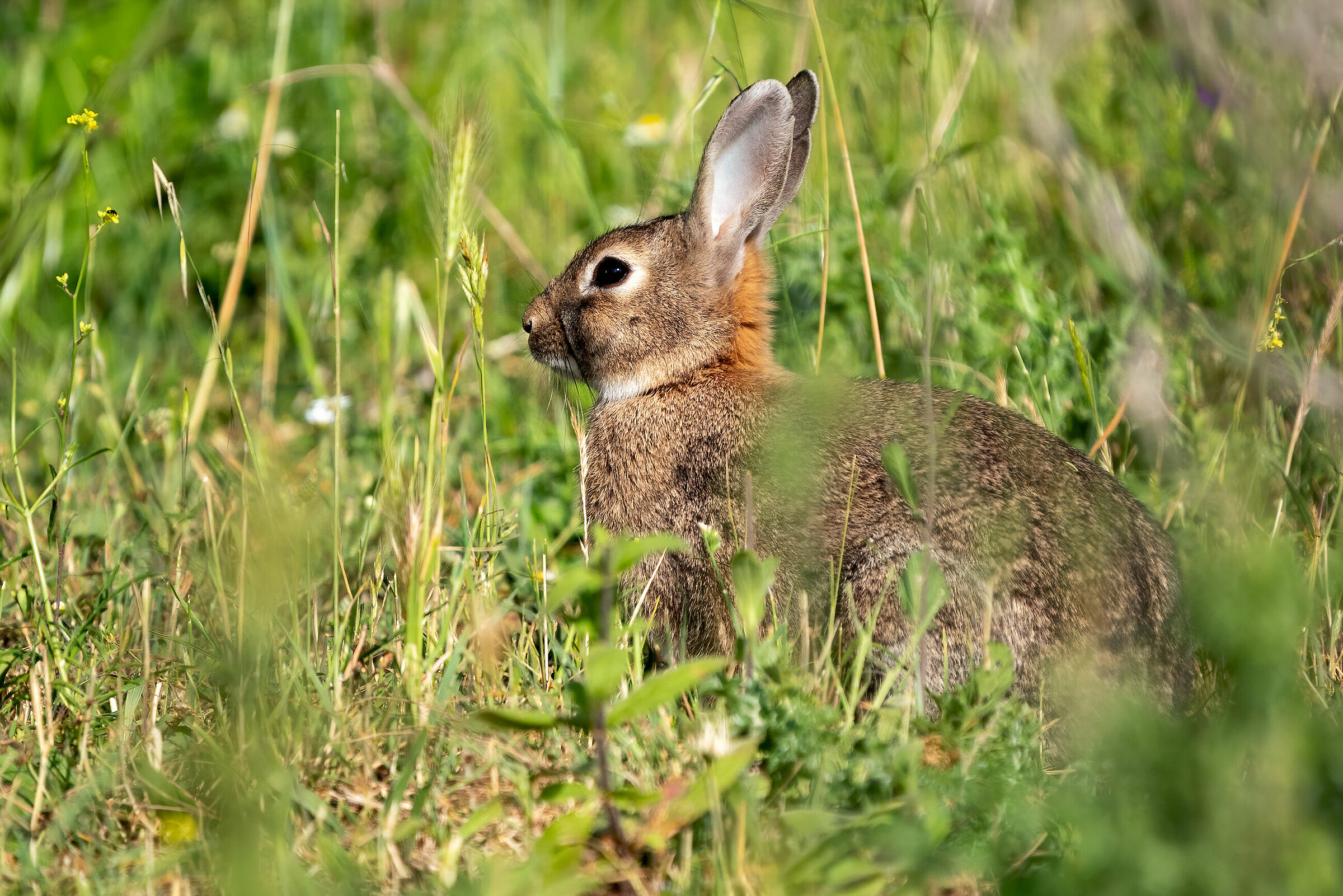Wild Rabbit