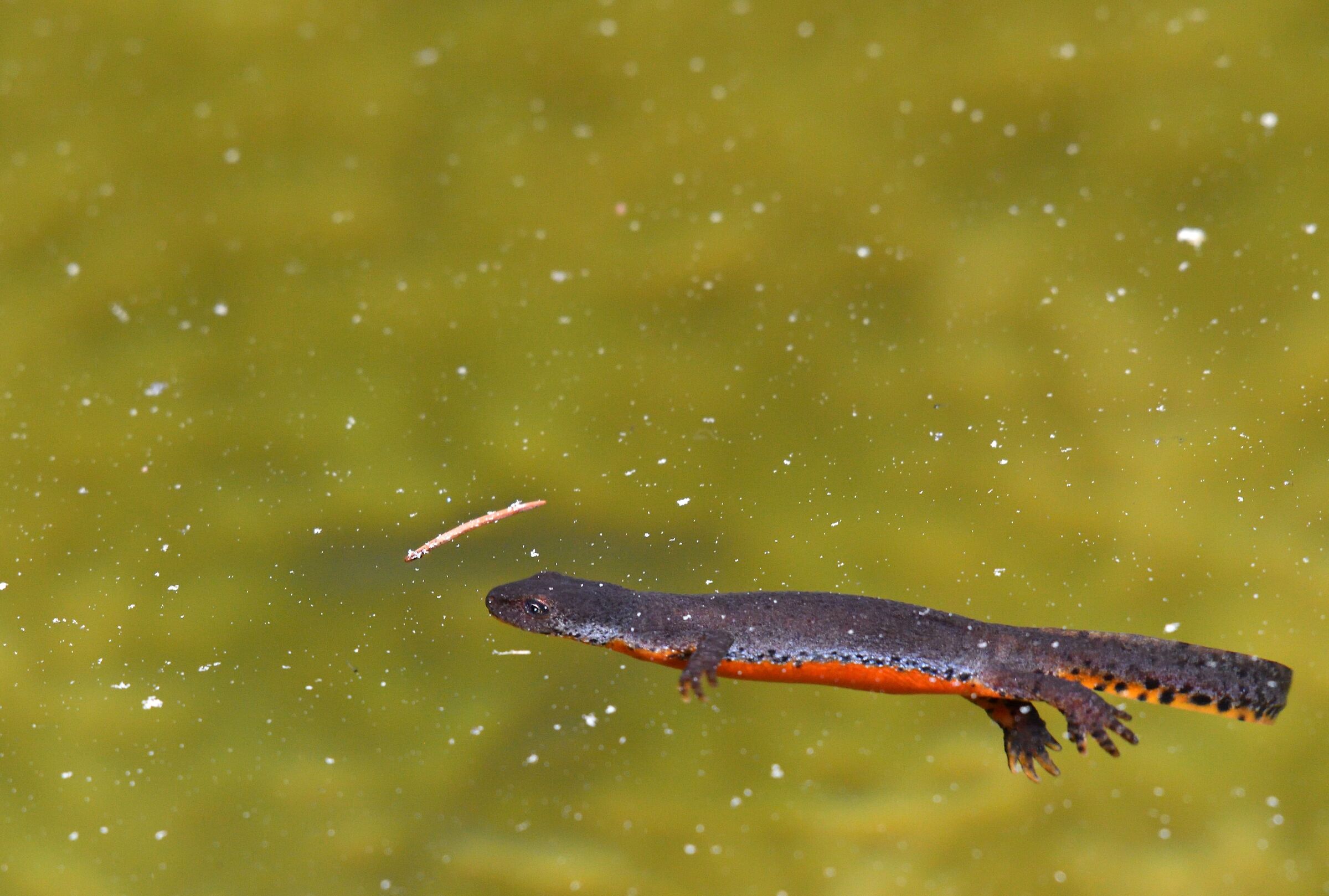 alpine newt