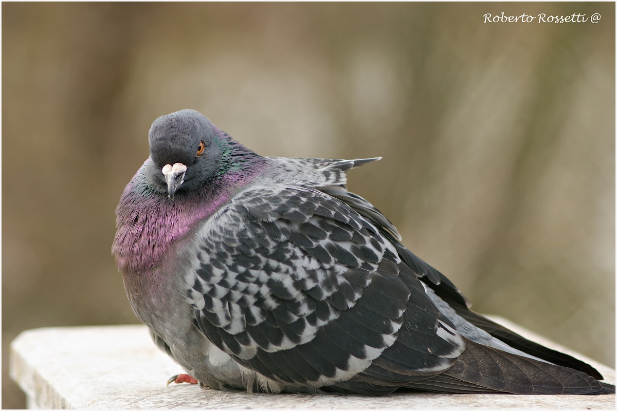 Or you go, or you less!