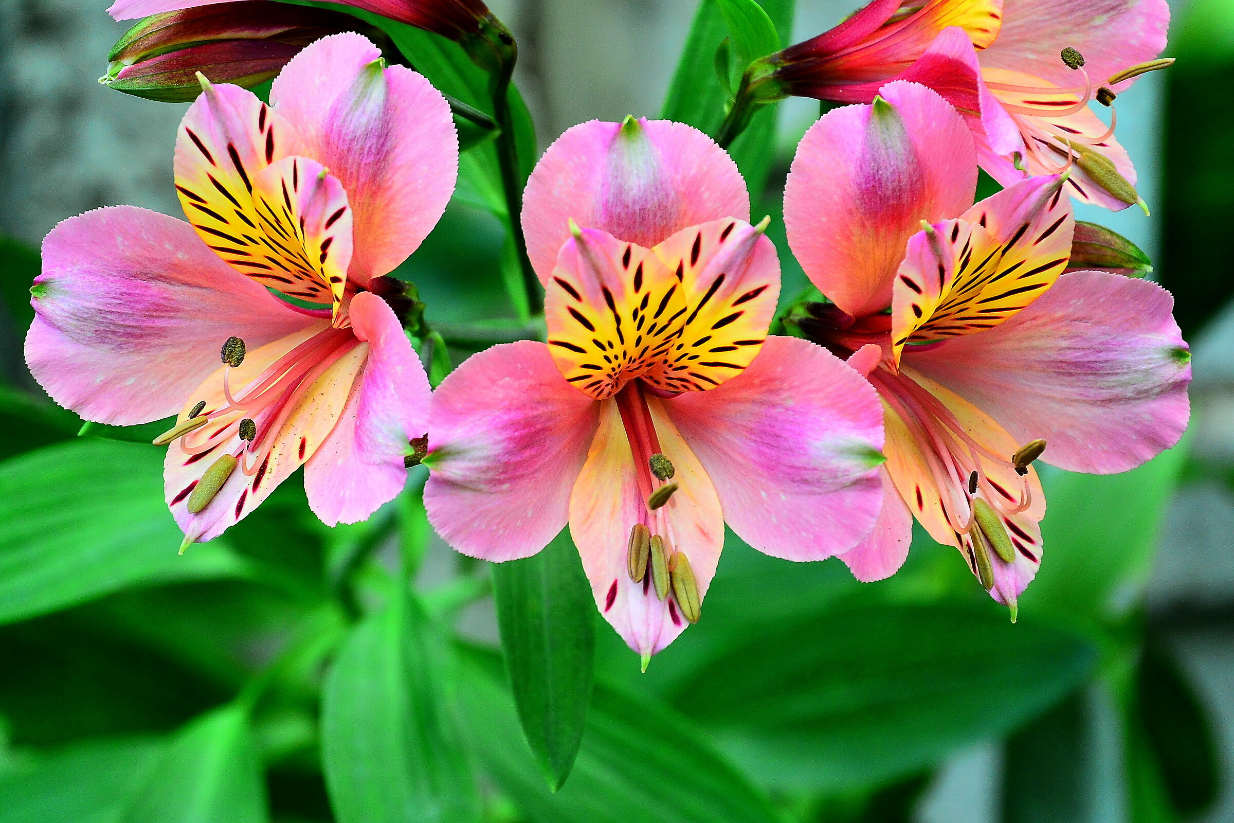 Alstroemeria o fiore dell'amicizia