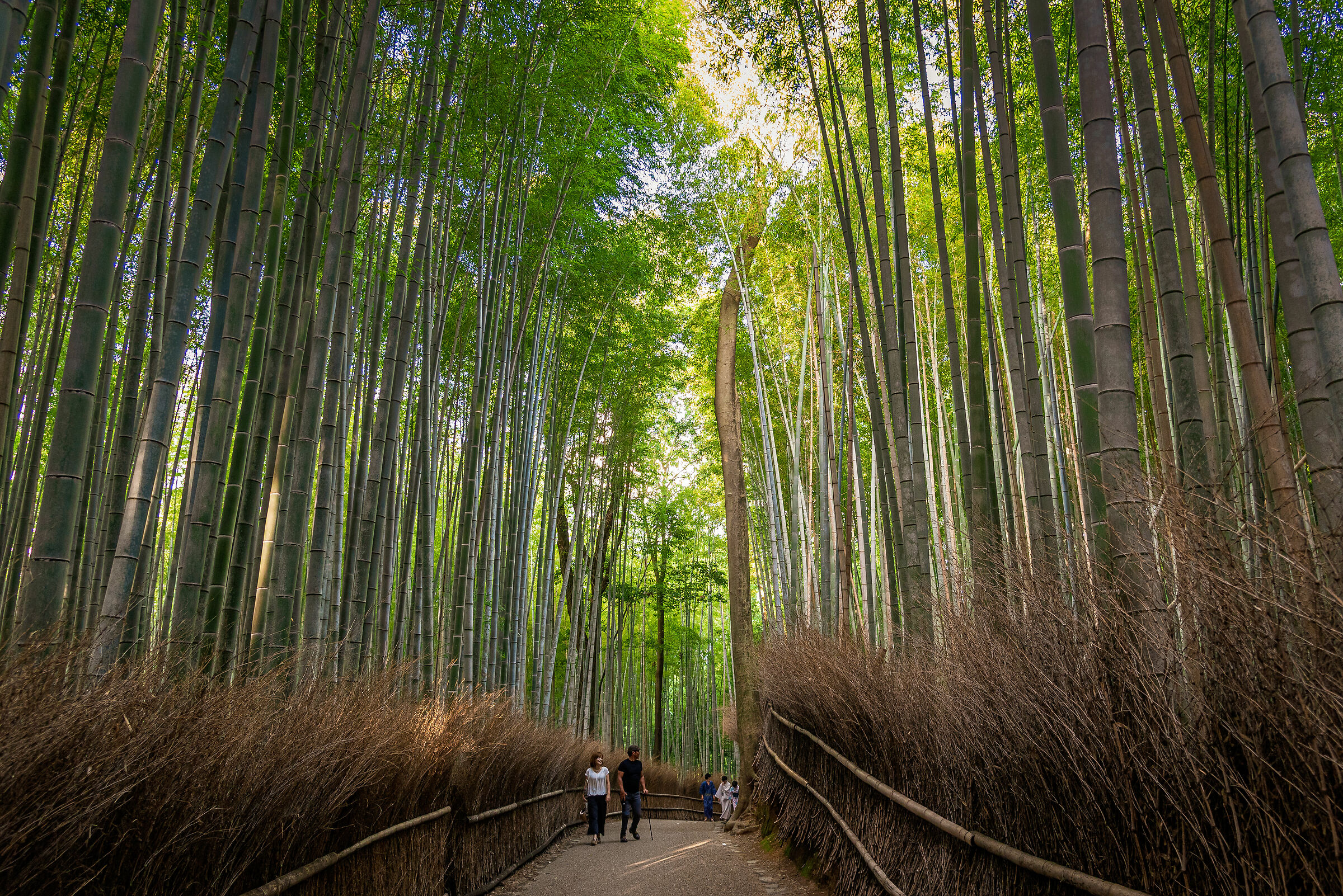 Kyoto - Arashiyama
