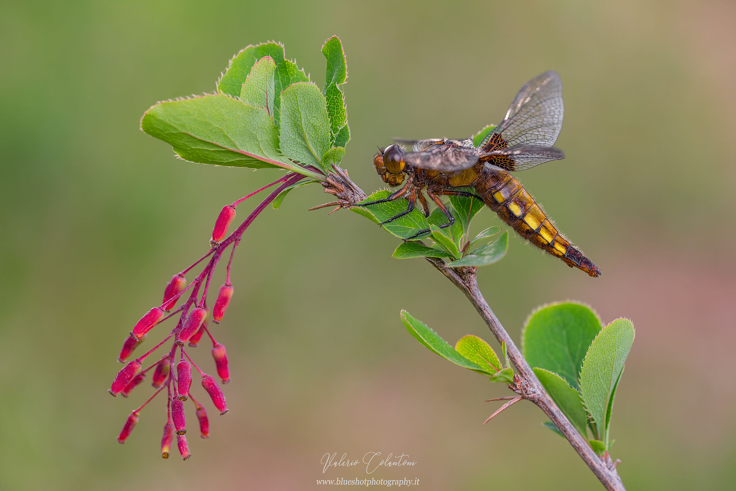 Depressed dragonfly...