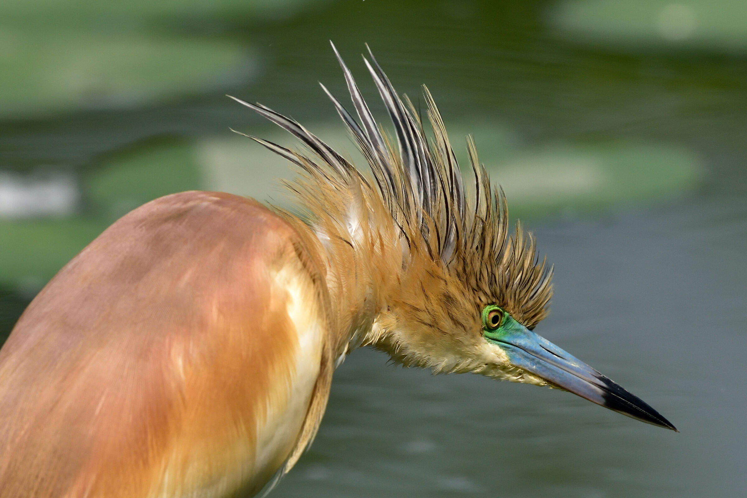 The grit of the flamboyant.