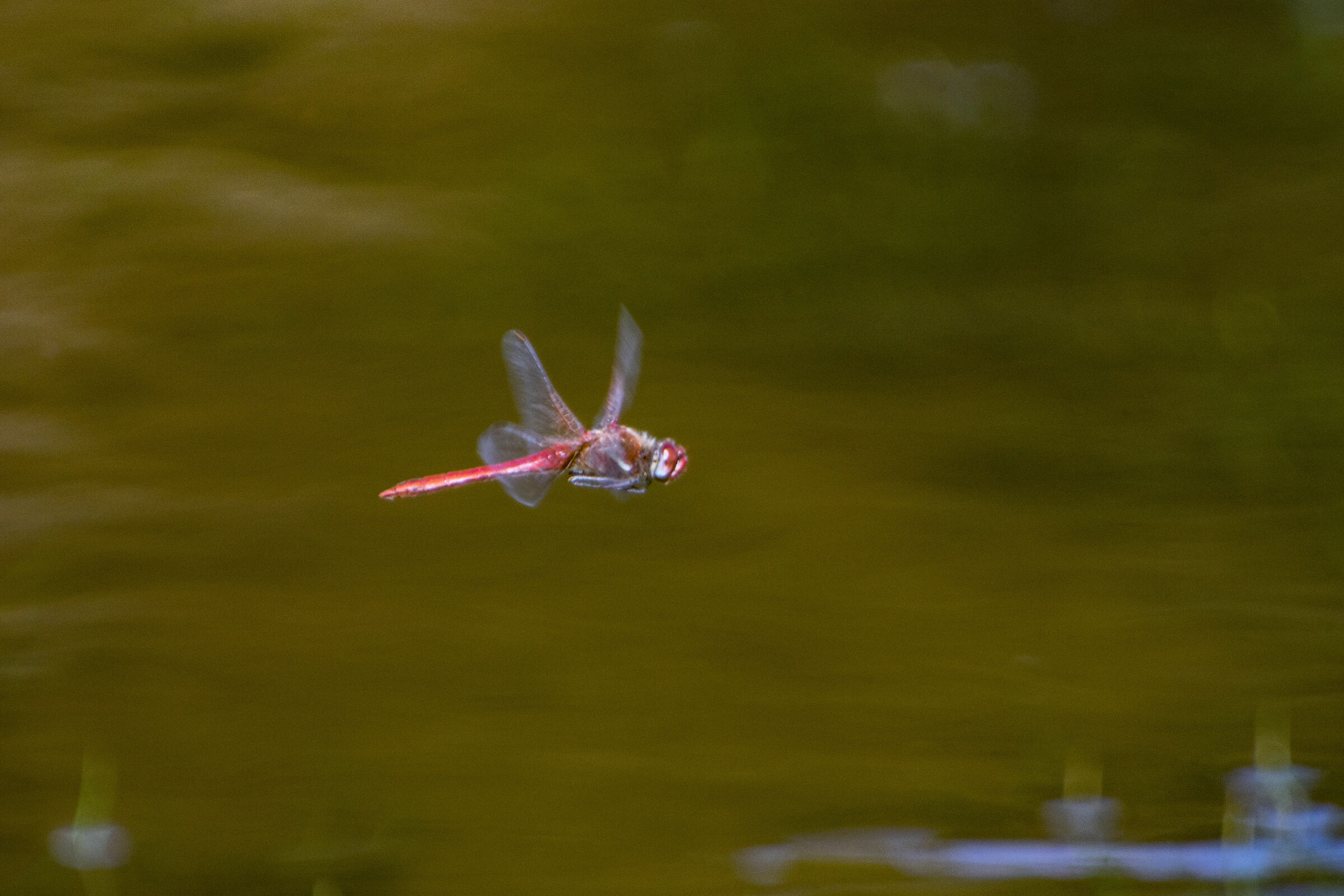 Sympetrum fonscolombii