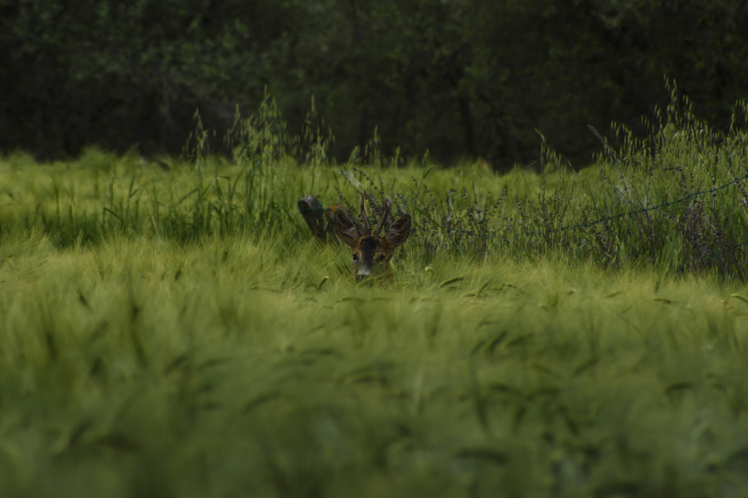 Hanimex 300mm F4