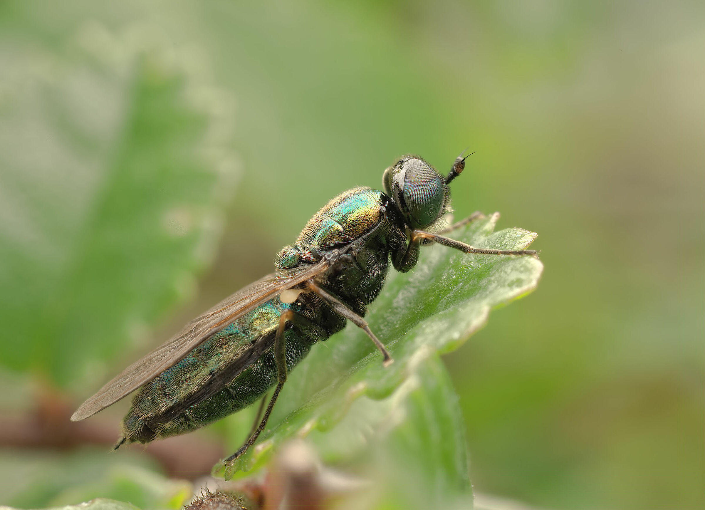 Chloromyia sp.