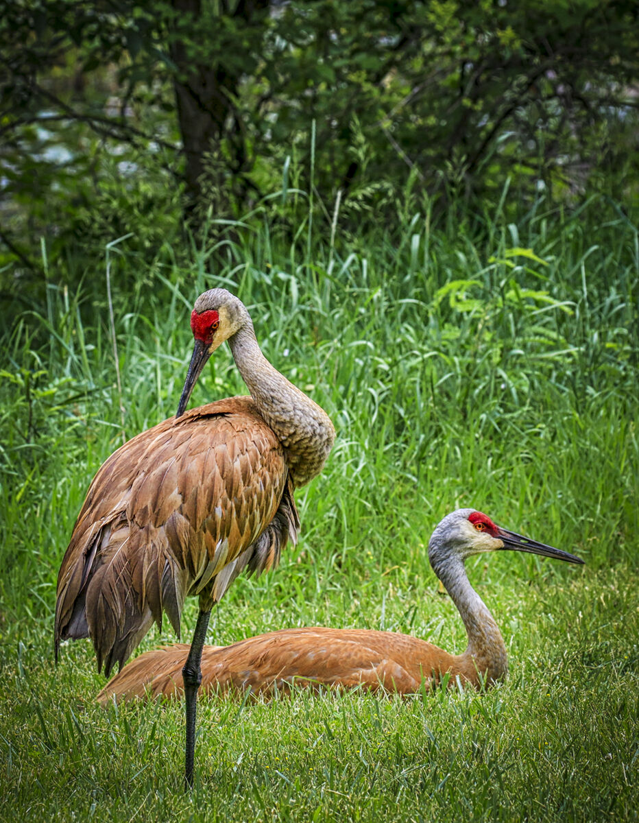 Sandhill Cranes.