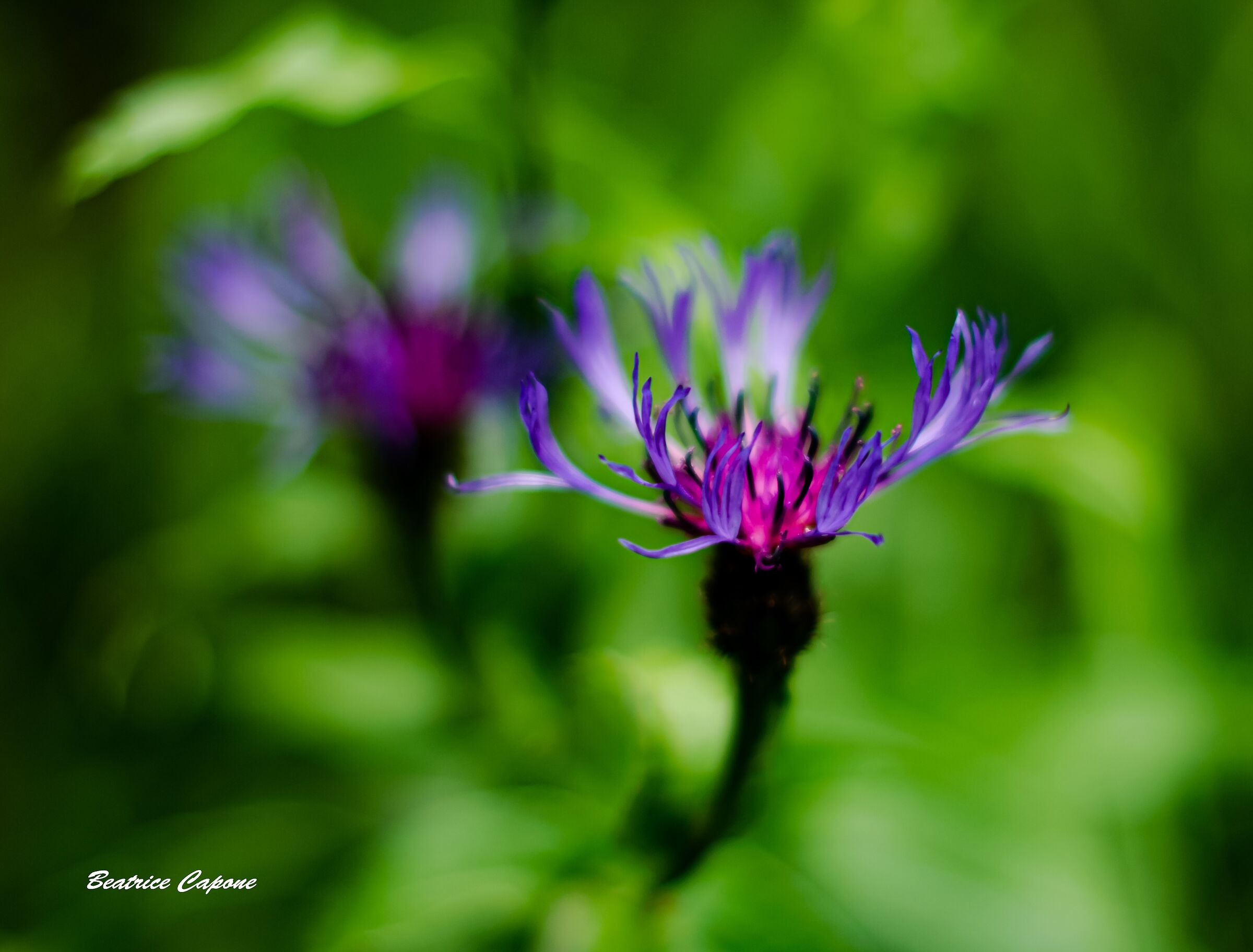 Solo chi vuol guardare vede