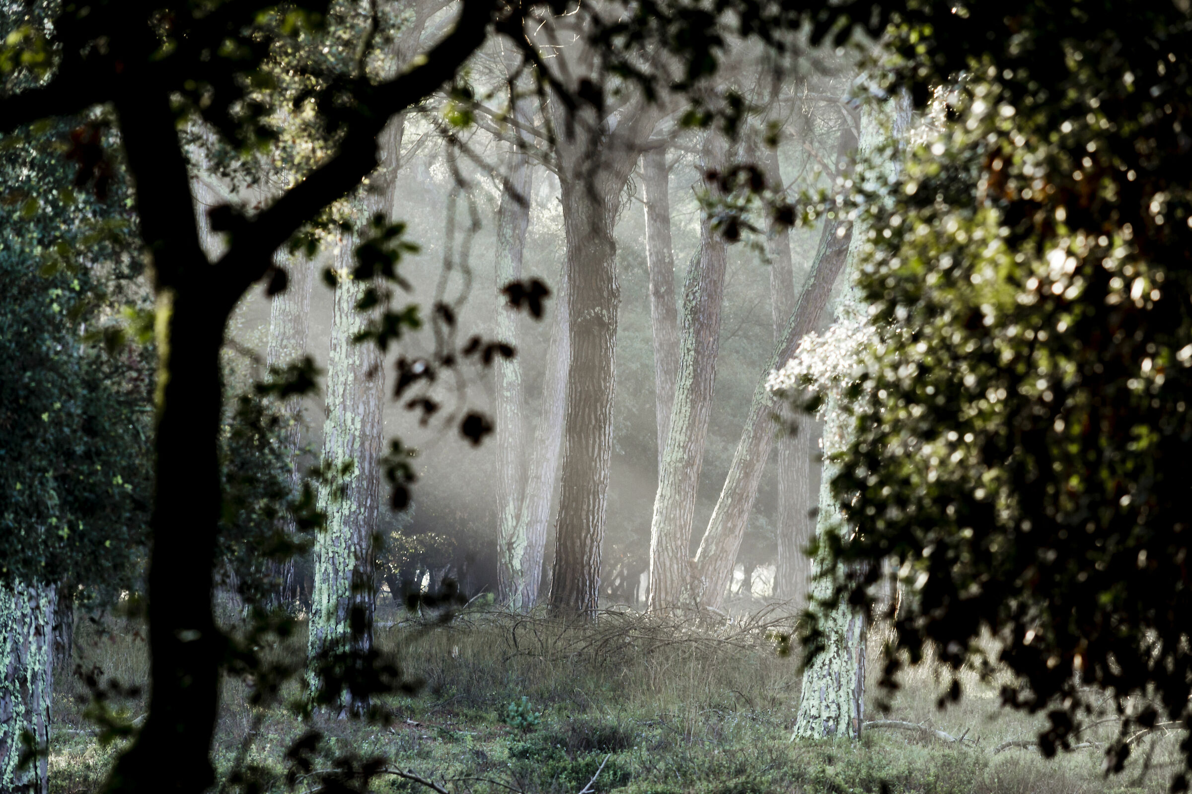 Rays of light in the woods