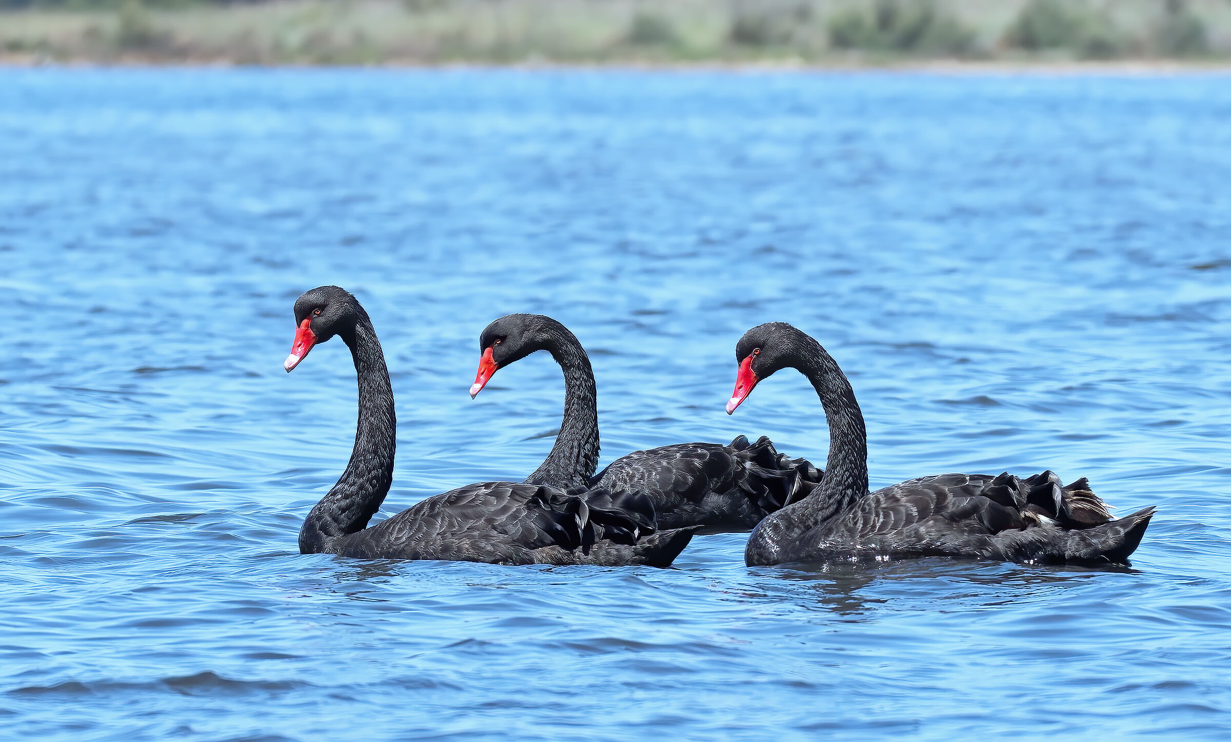 Black Swan (Cygnus atratus)