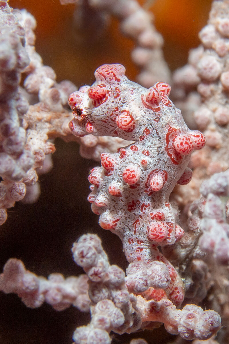 Hippocampus bargibanti