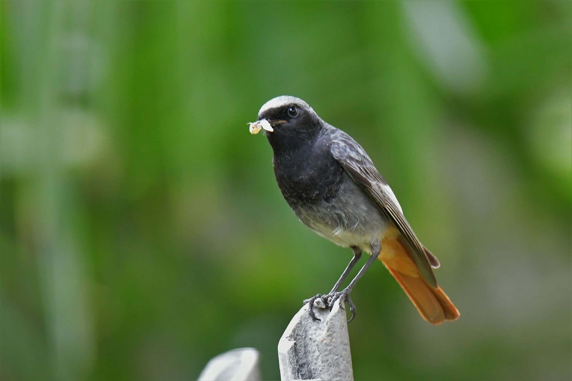 codirosso chimney sweep male