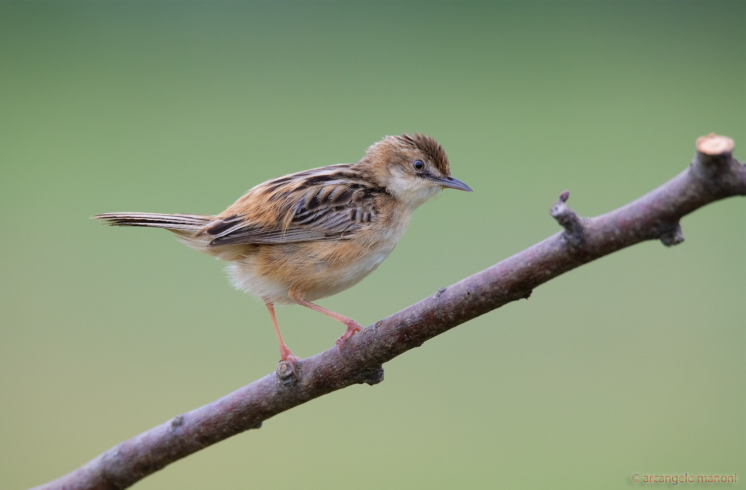 Cisticola juncidis