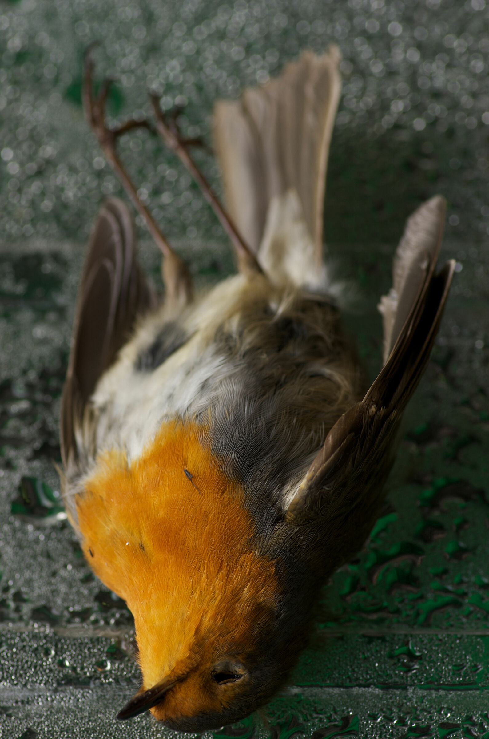 Solo avifauna morta con Pentax....