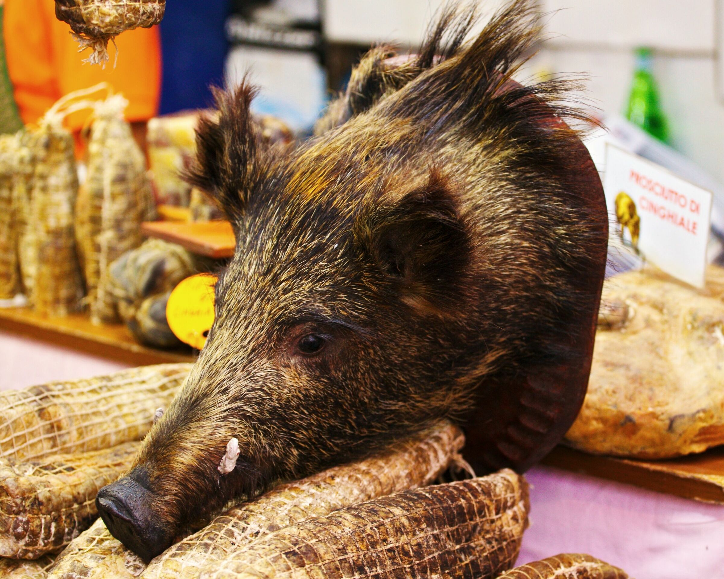 Fauna, Street o natura morta?