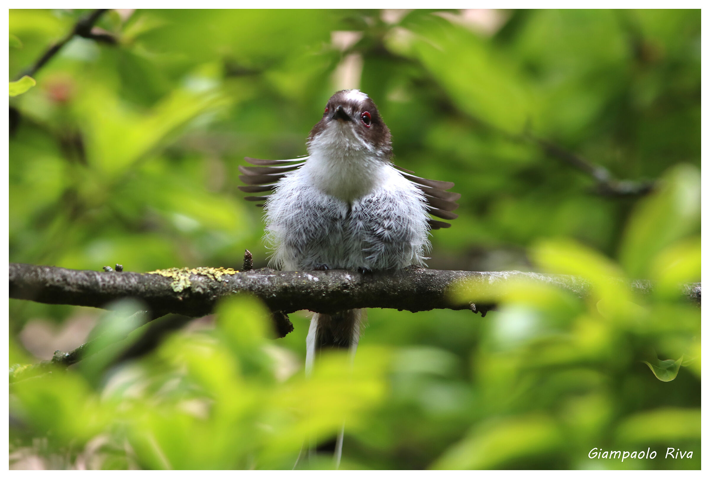 giovane codibugnolo stretching