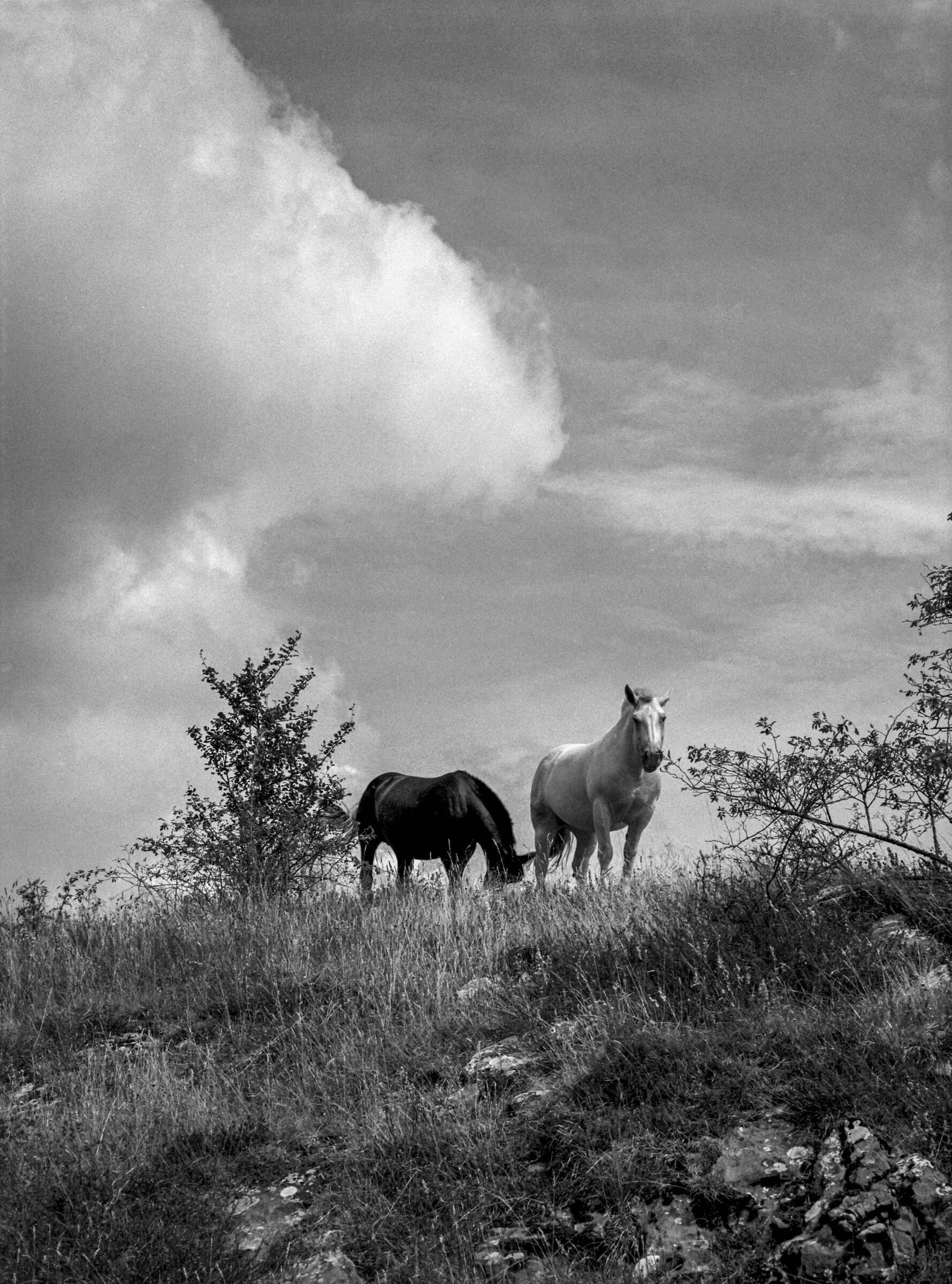 Nuvole, legno e silenzio 1