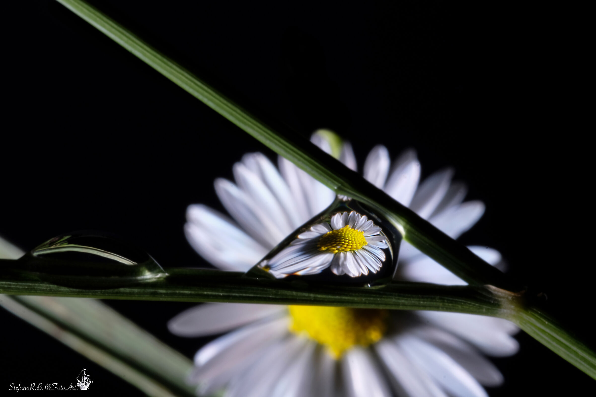 The Daisy in a Drop