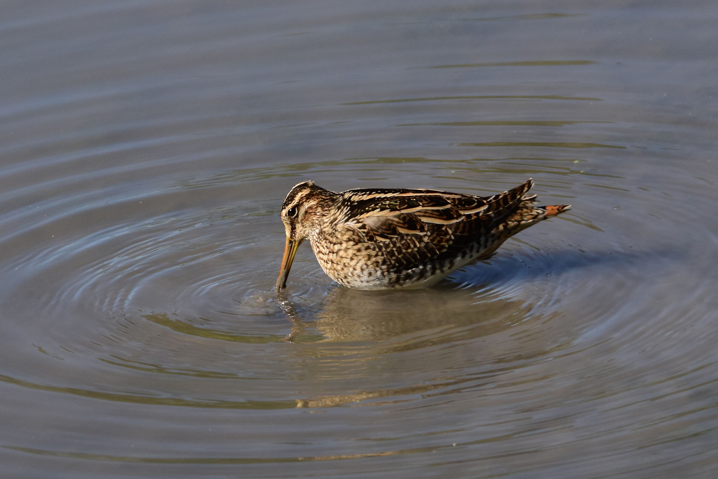 Snipe