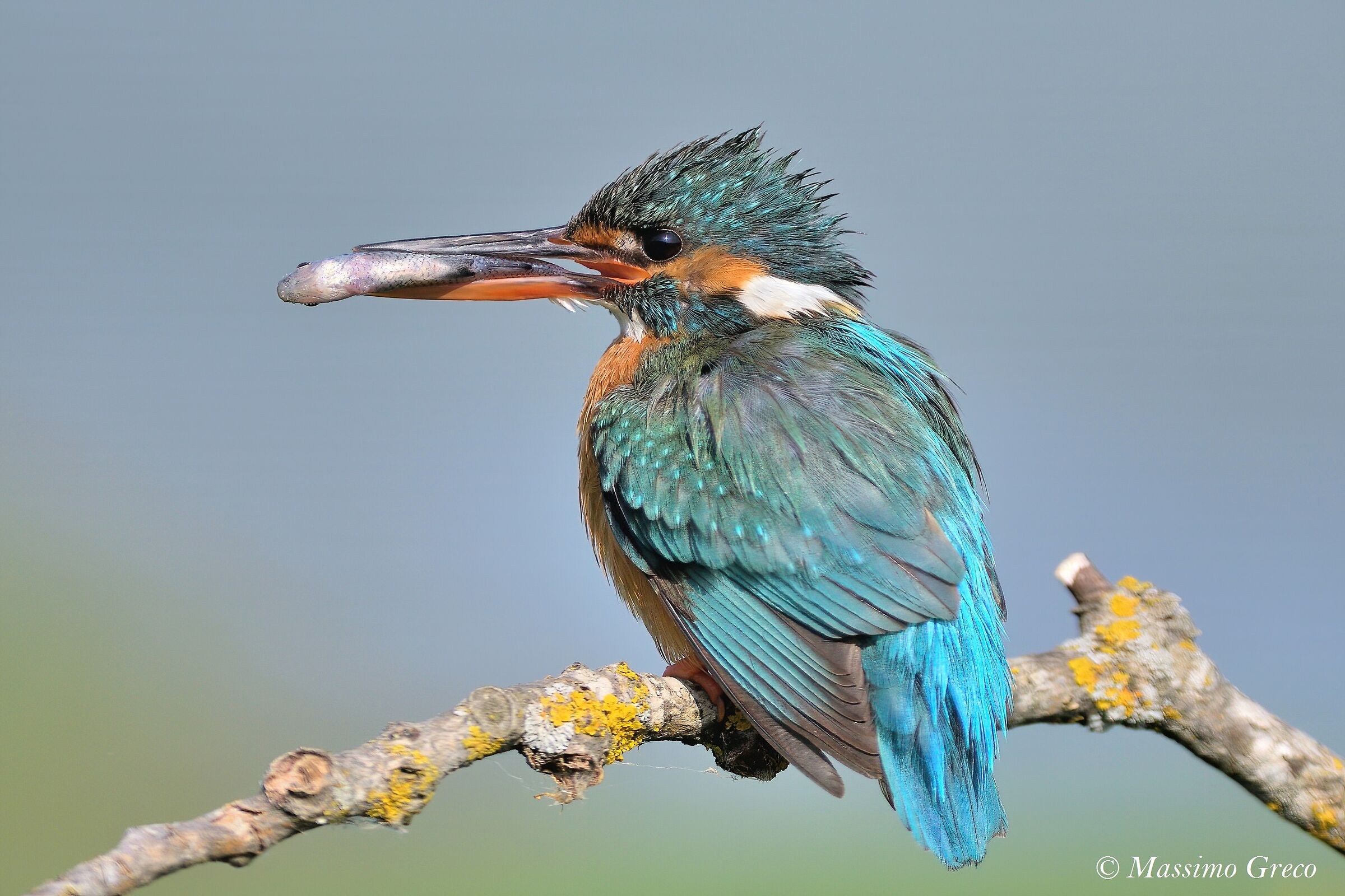 Kingfisher
