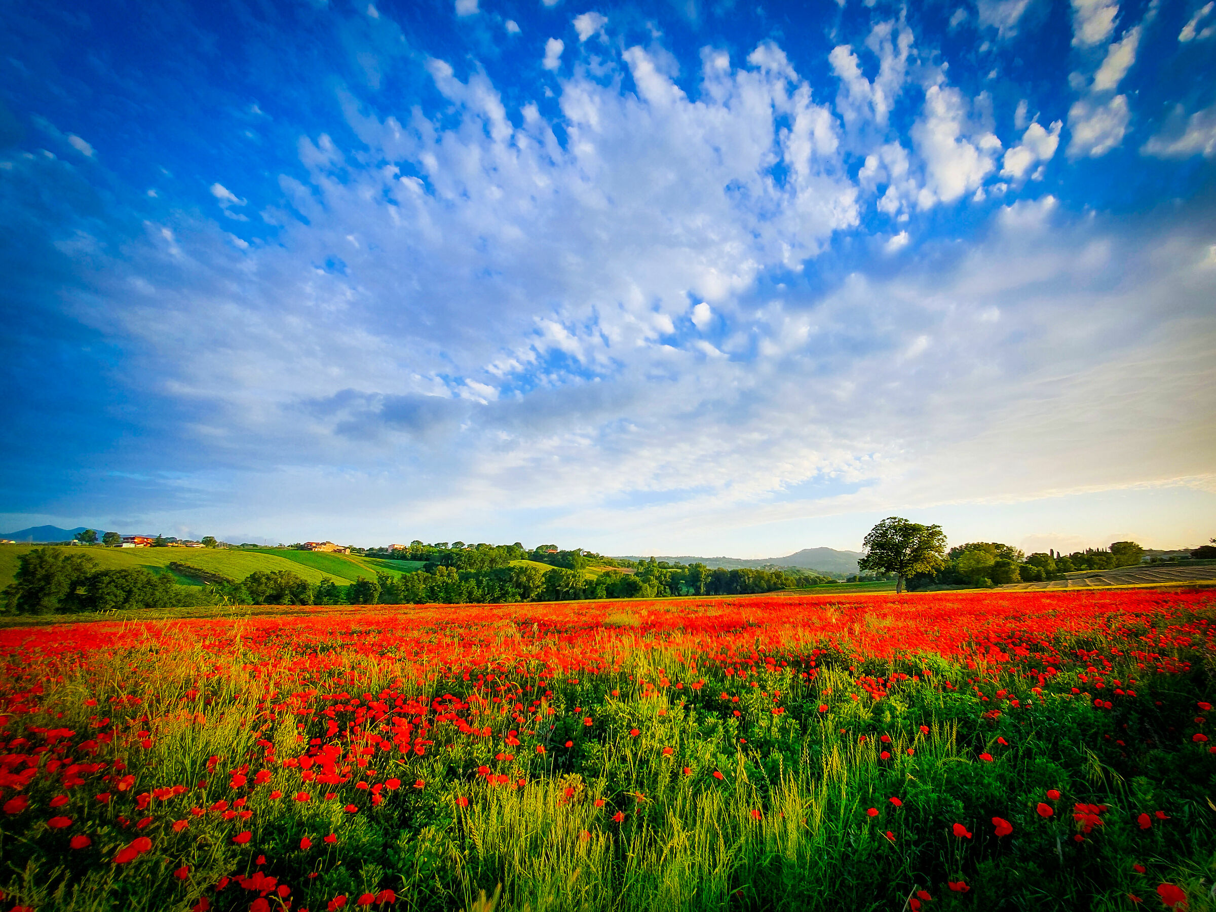 The Colors of Spring...