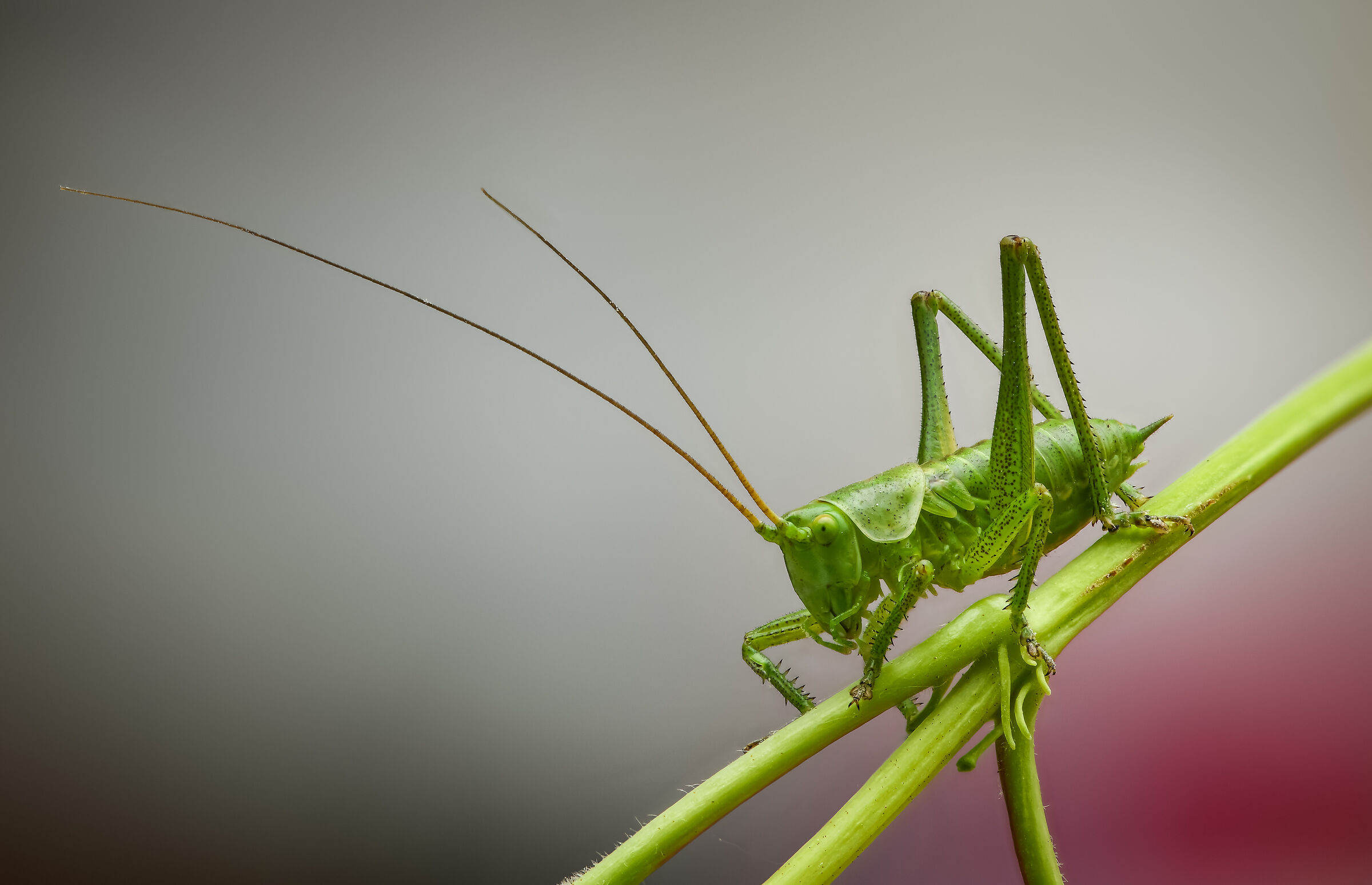 una locusta
