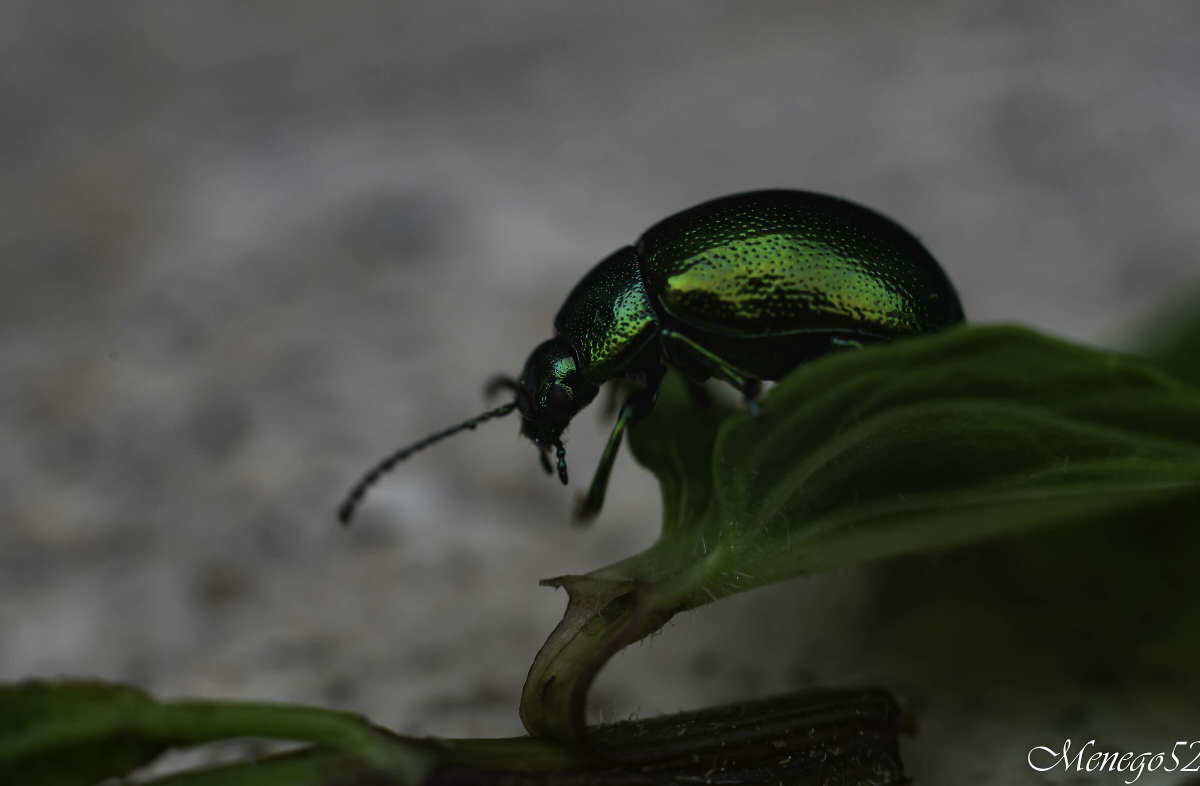 wandering golden cetonia