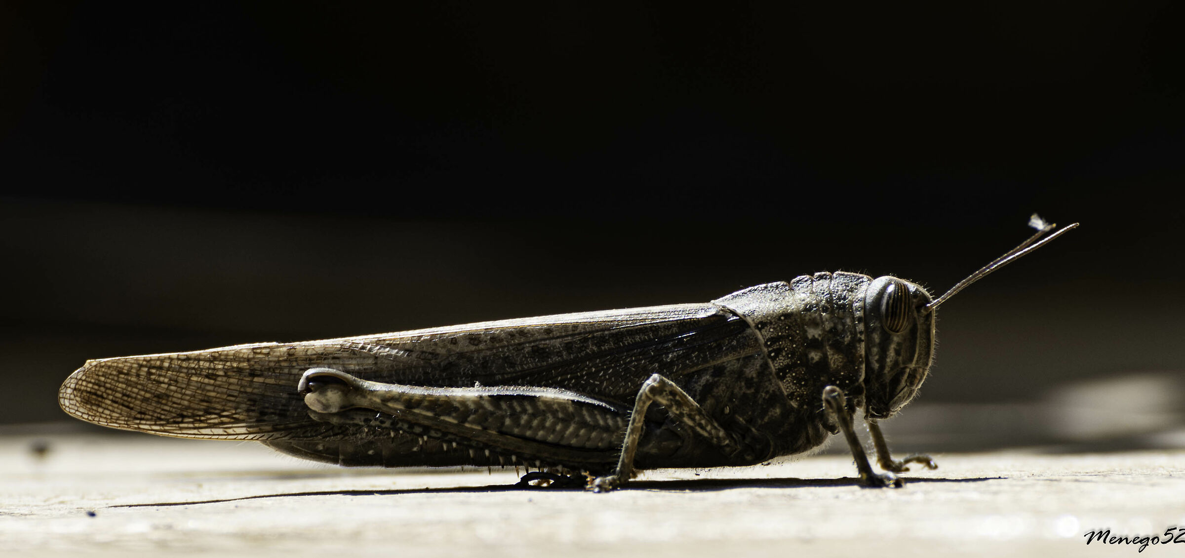 beached locust