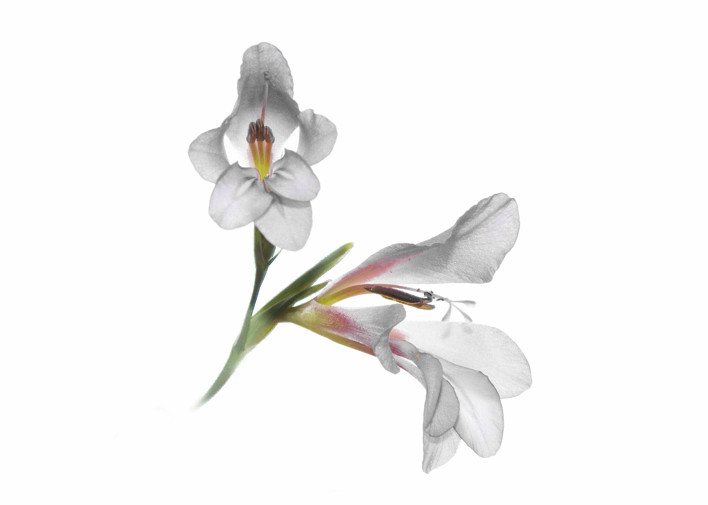 Gladiolus