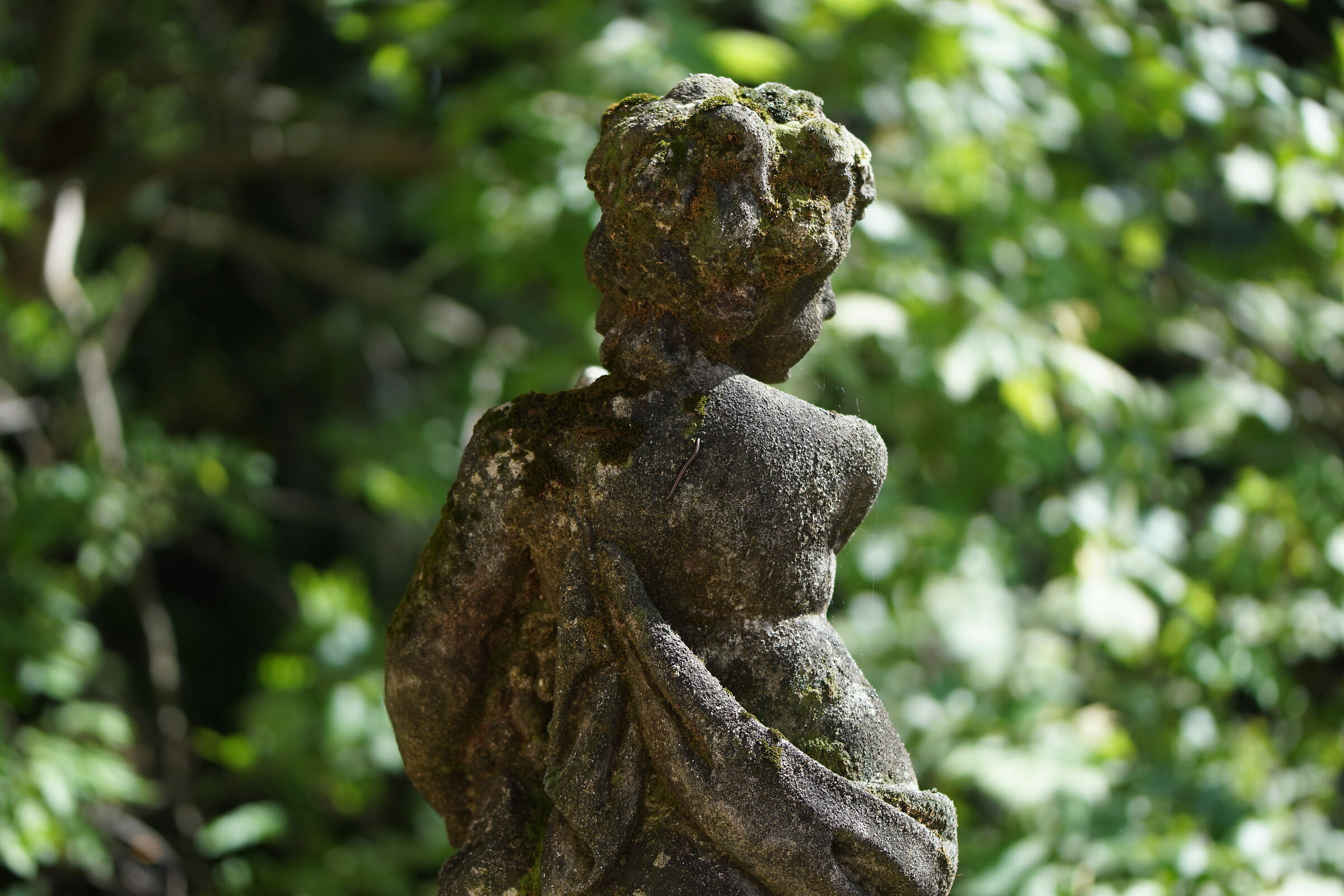 Millepiedes on stone