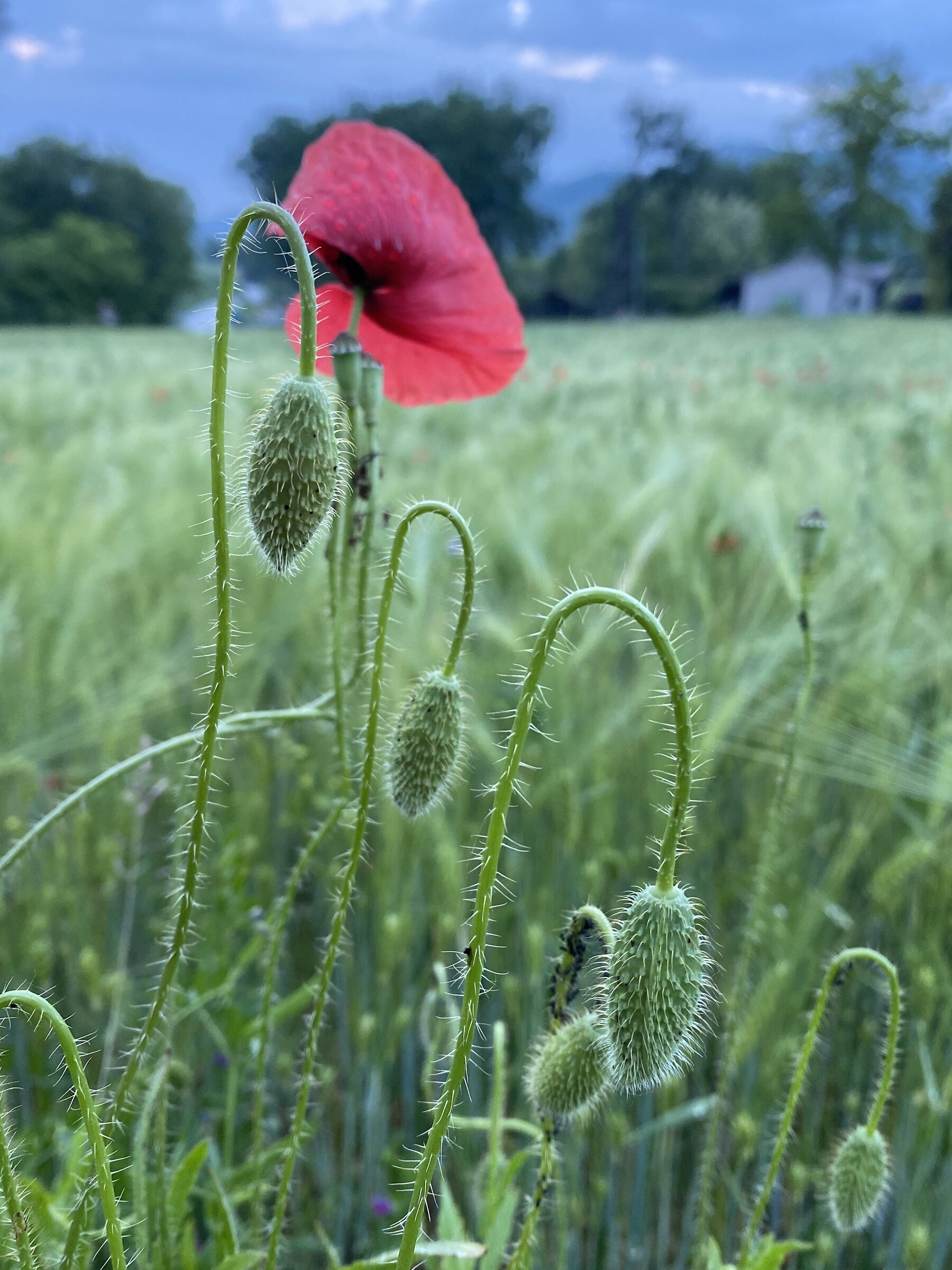 .... highs, highs, highs and I.....