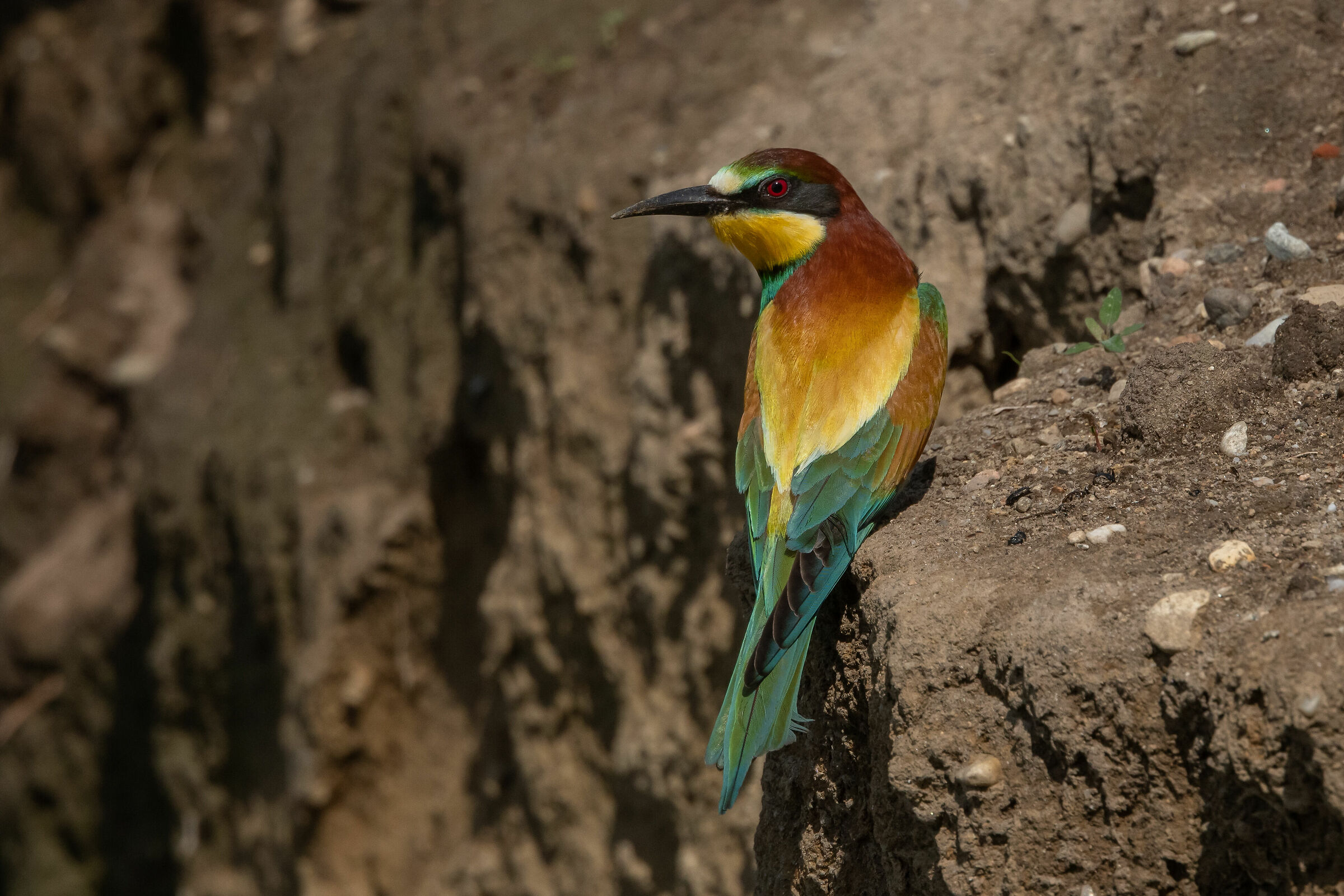 Bee-eater