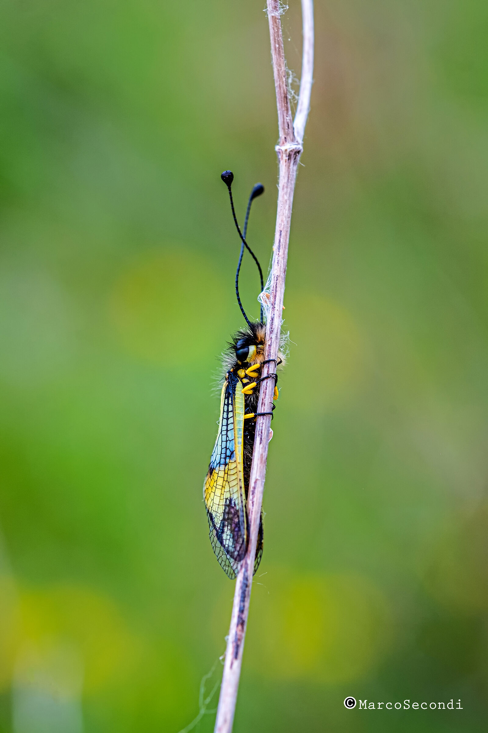 ....lasciami in pace...