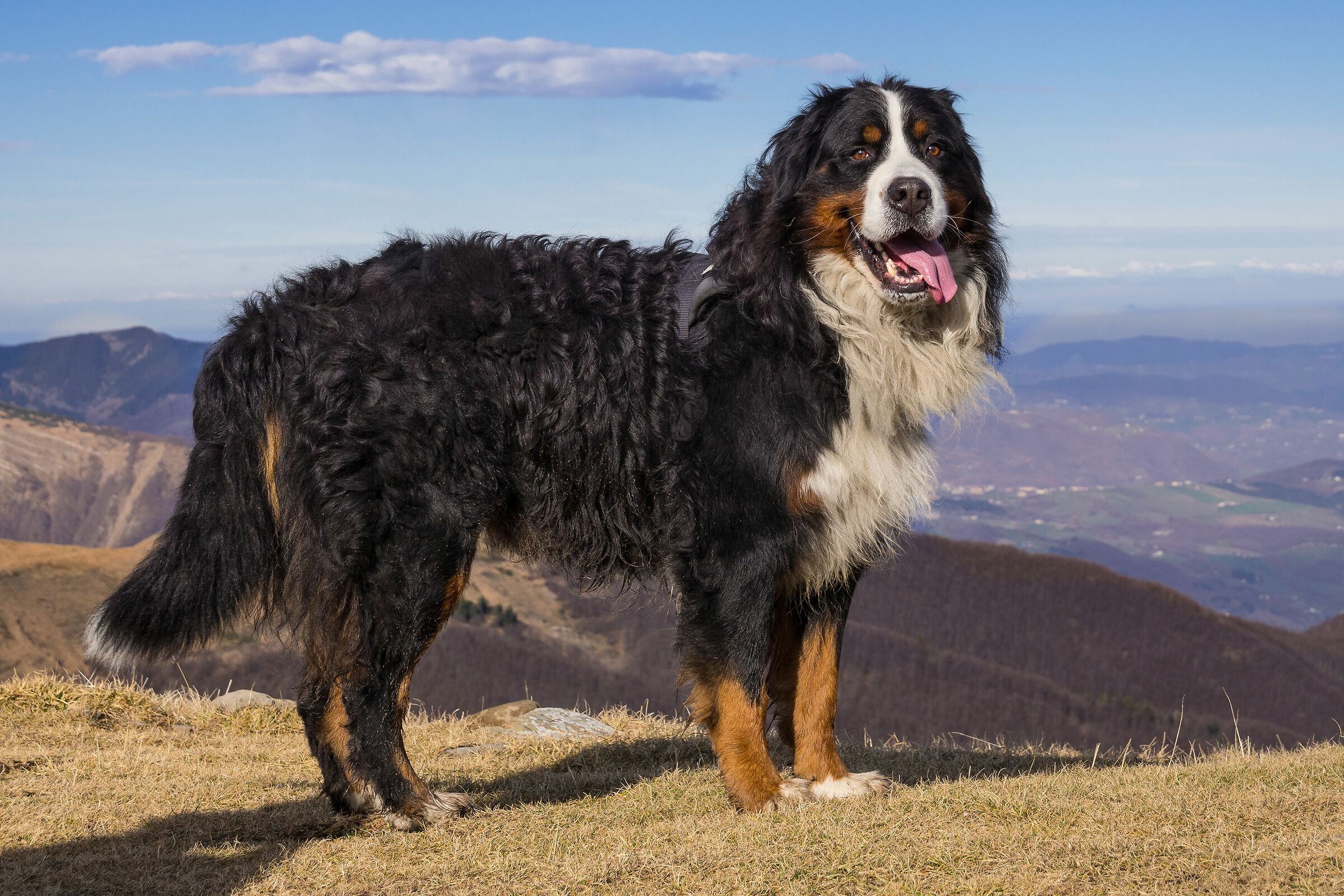 il bovaro del Bernese