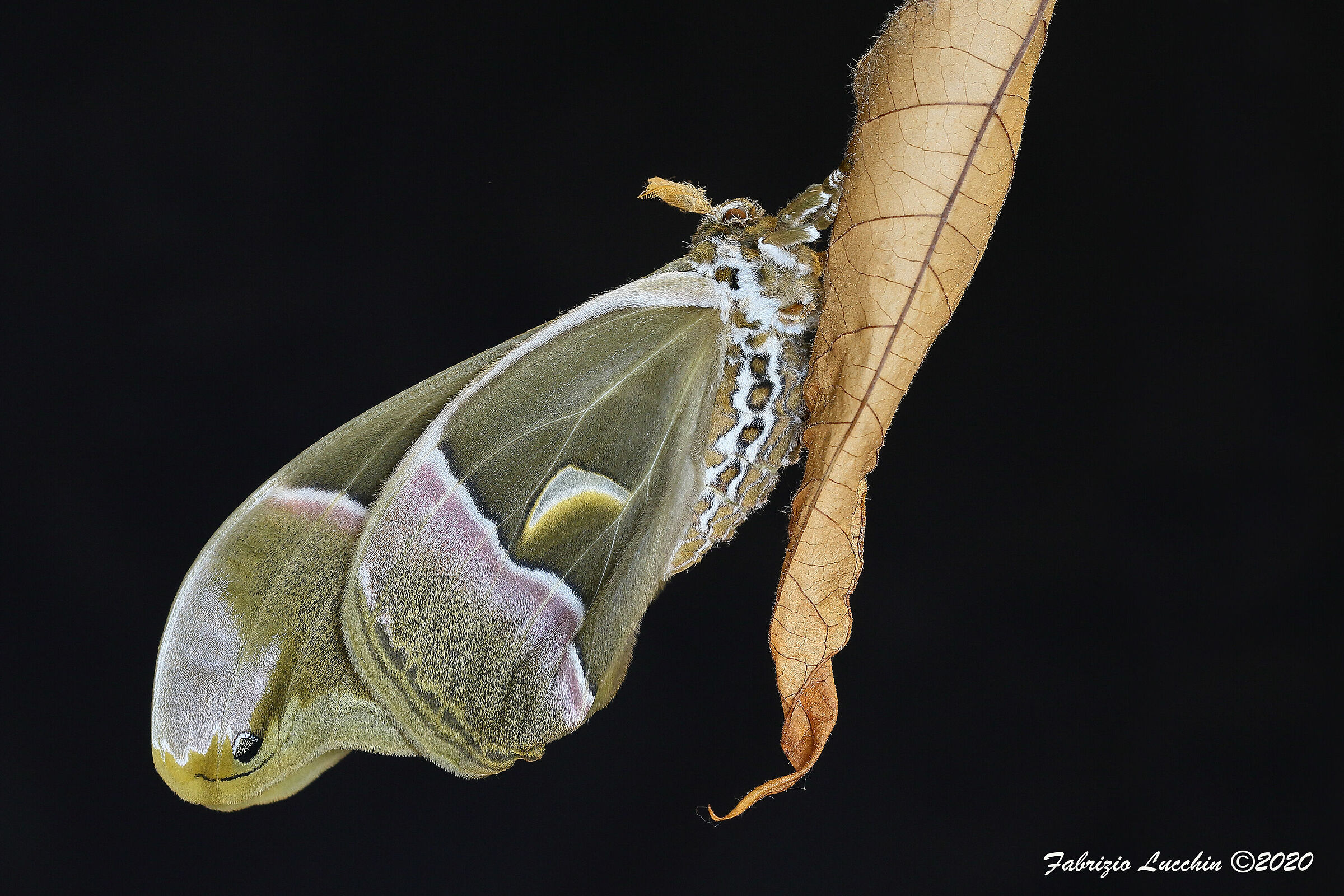 Samia cynthia (appena nata)