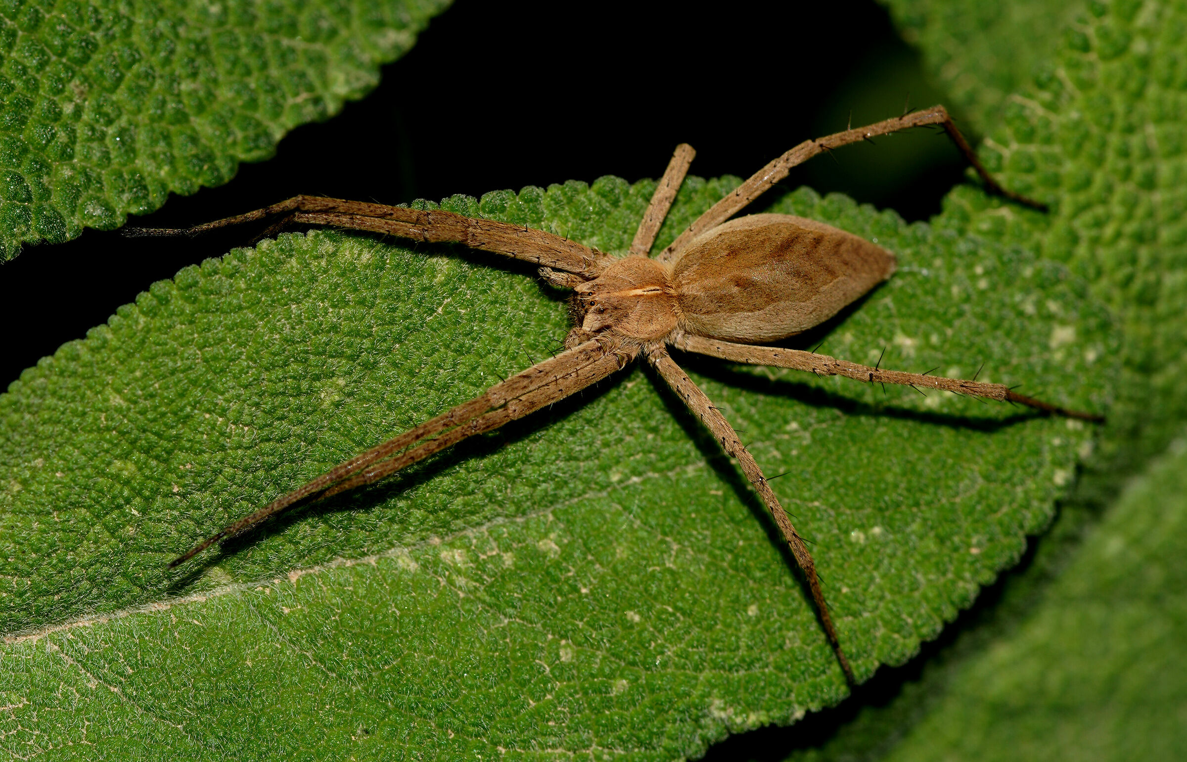 ragno sulla salvia del mio giardino