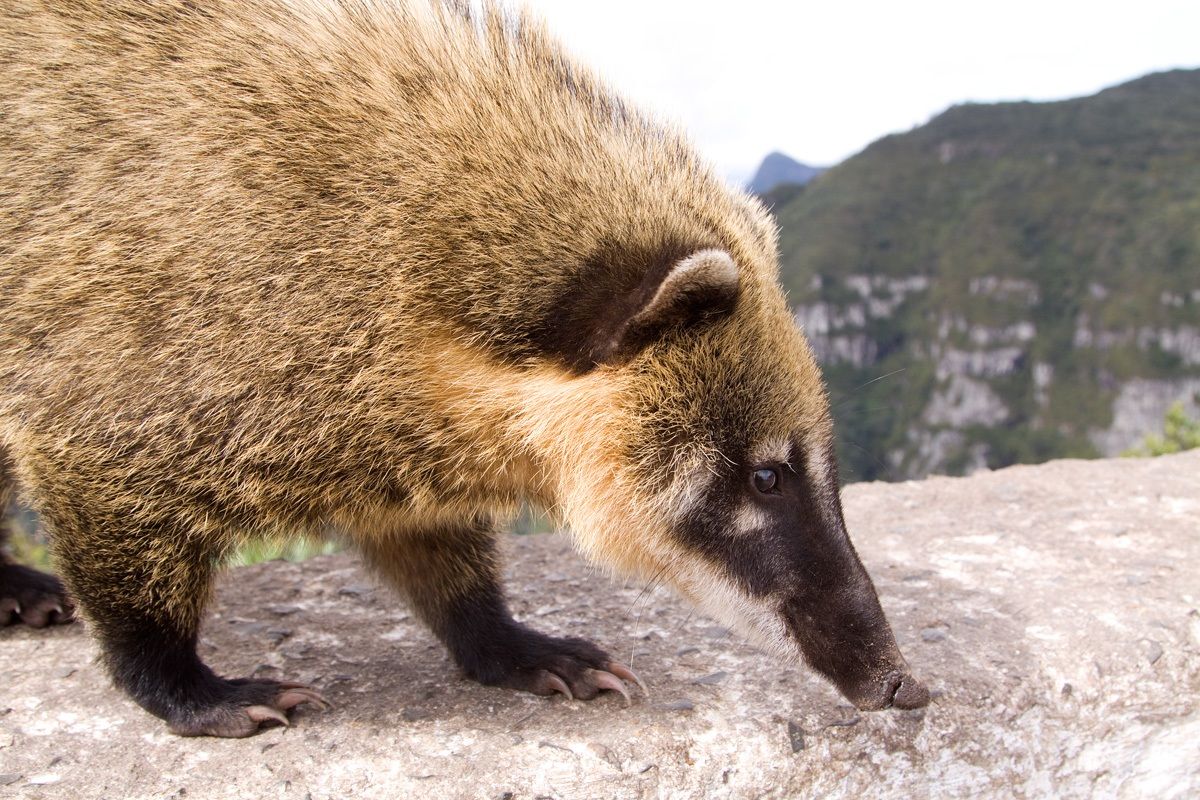 coati del brasile