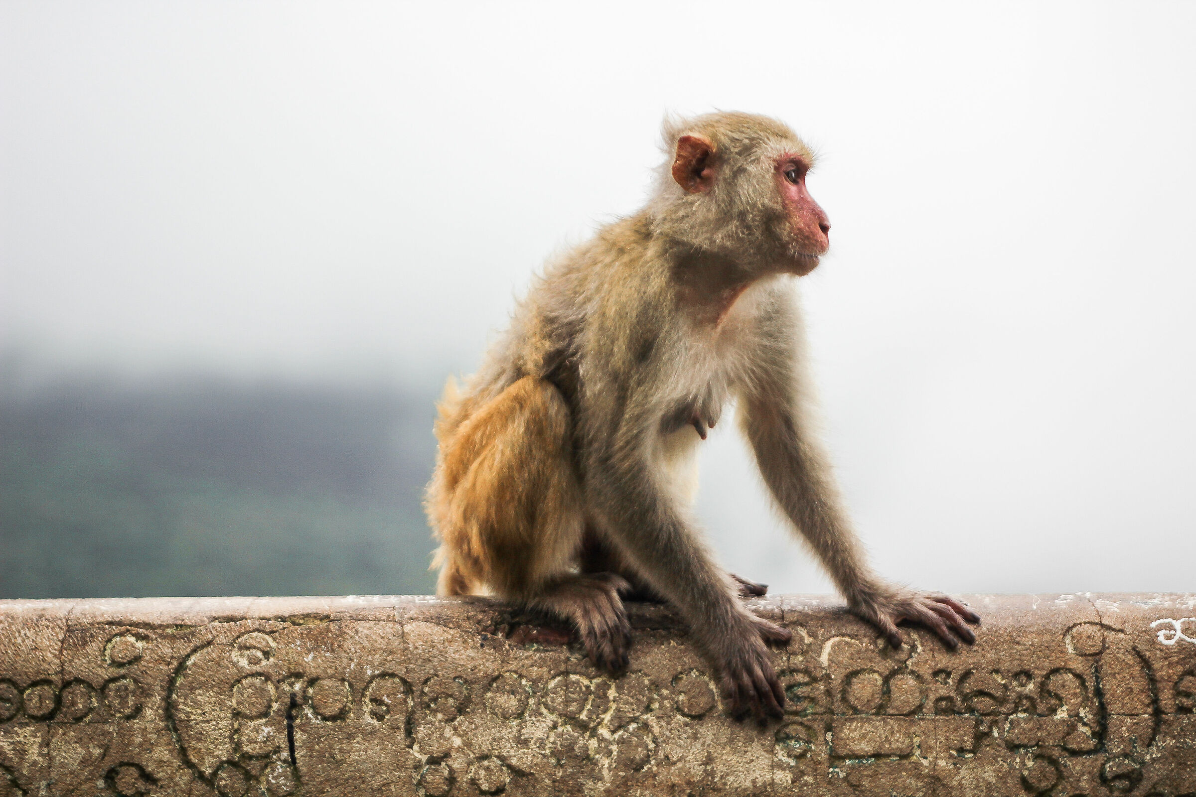 Monkey, Mount Popa, Myanmar