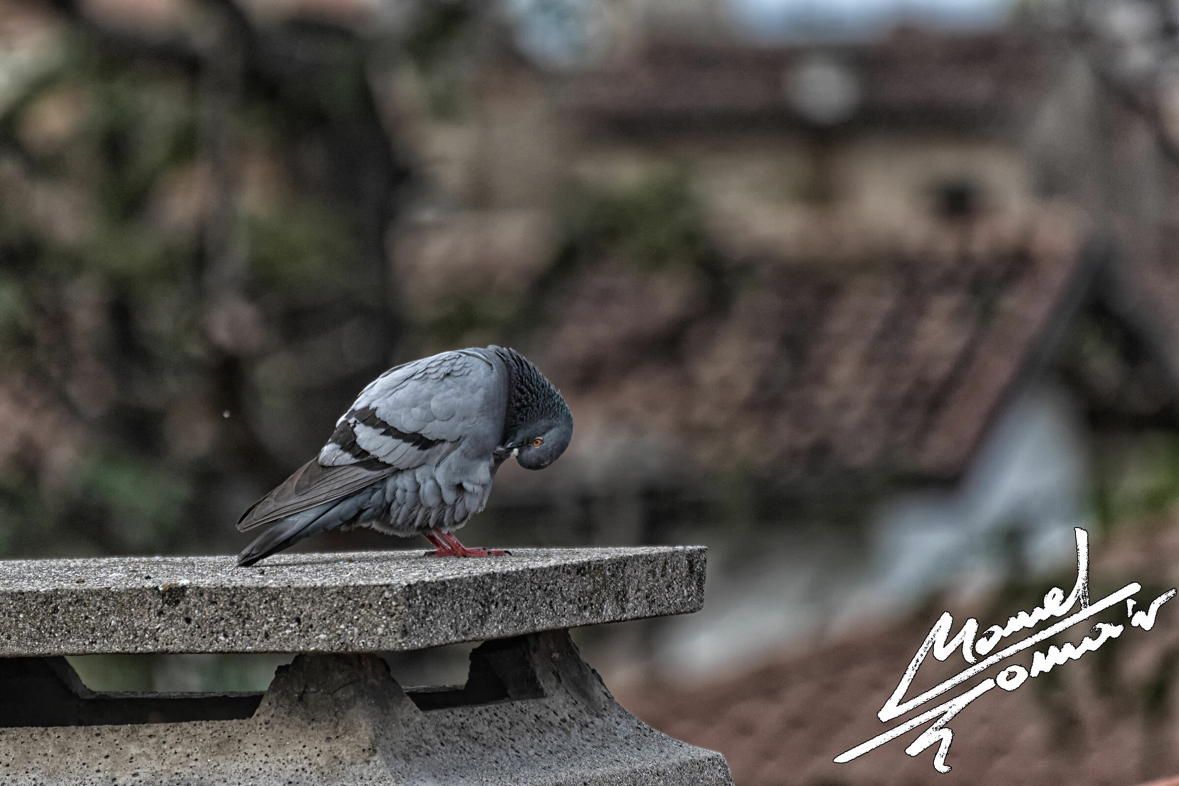 Piccione 1 (Columba livia)