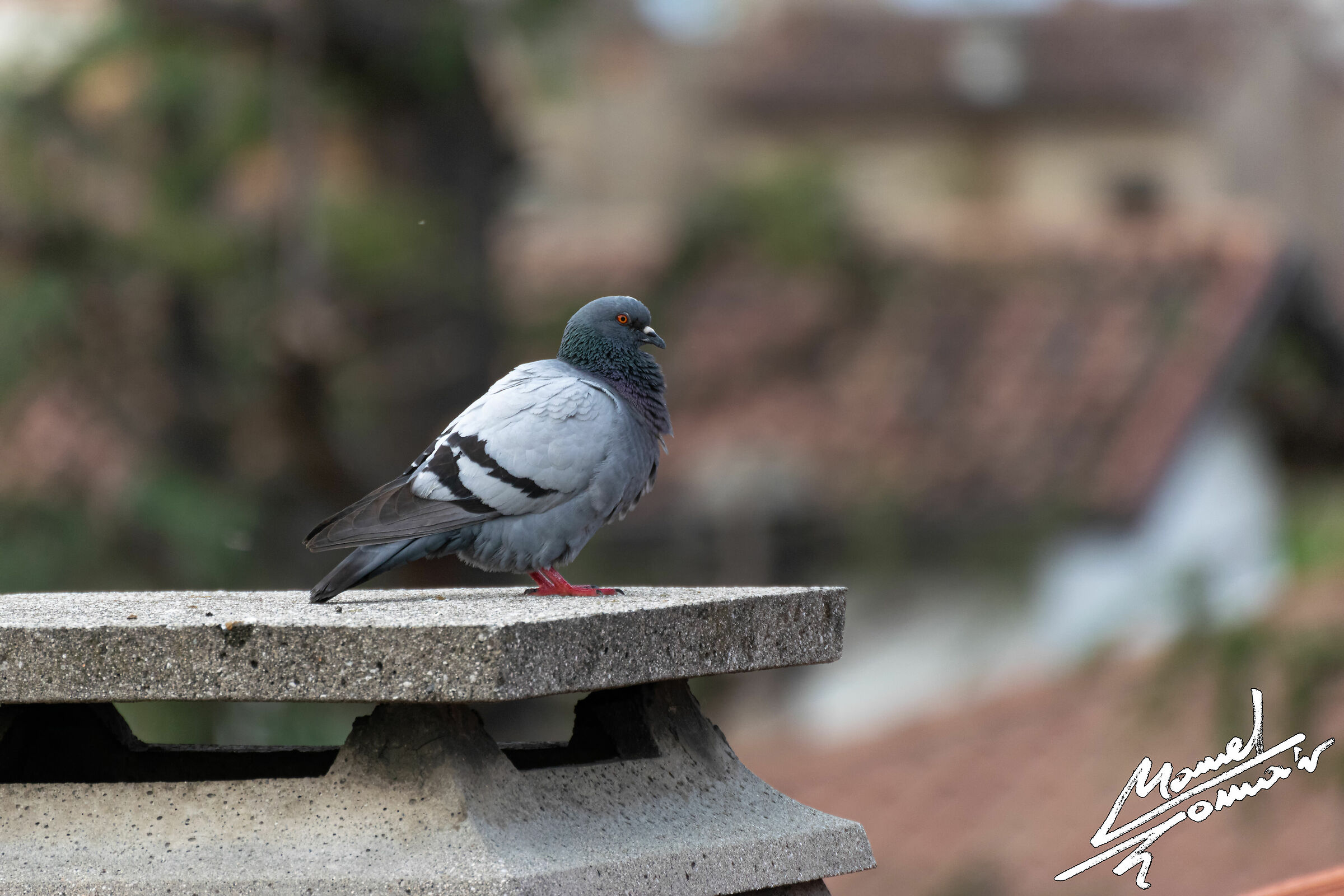 Piccione 2 (Columba livia)