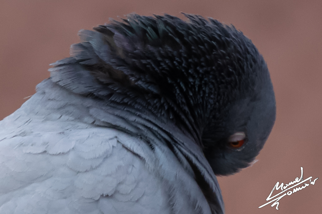 Piccione Picassiano (2)