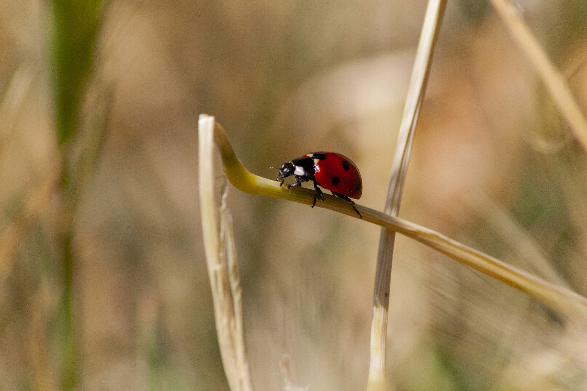 coccinella