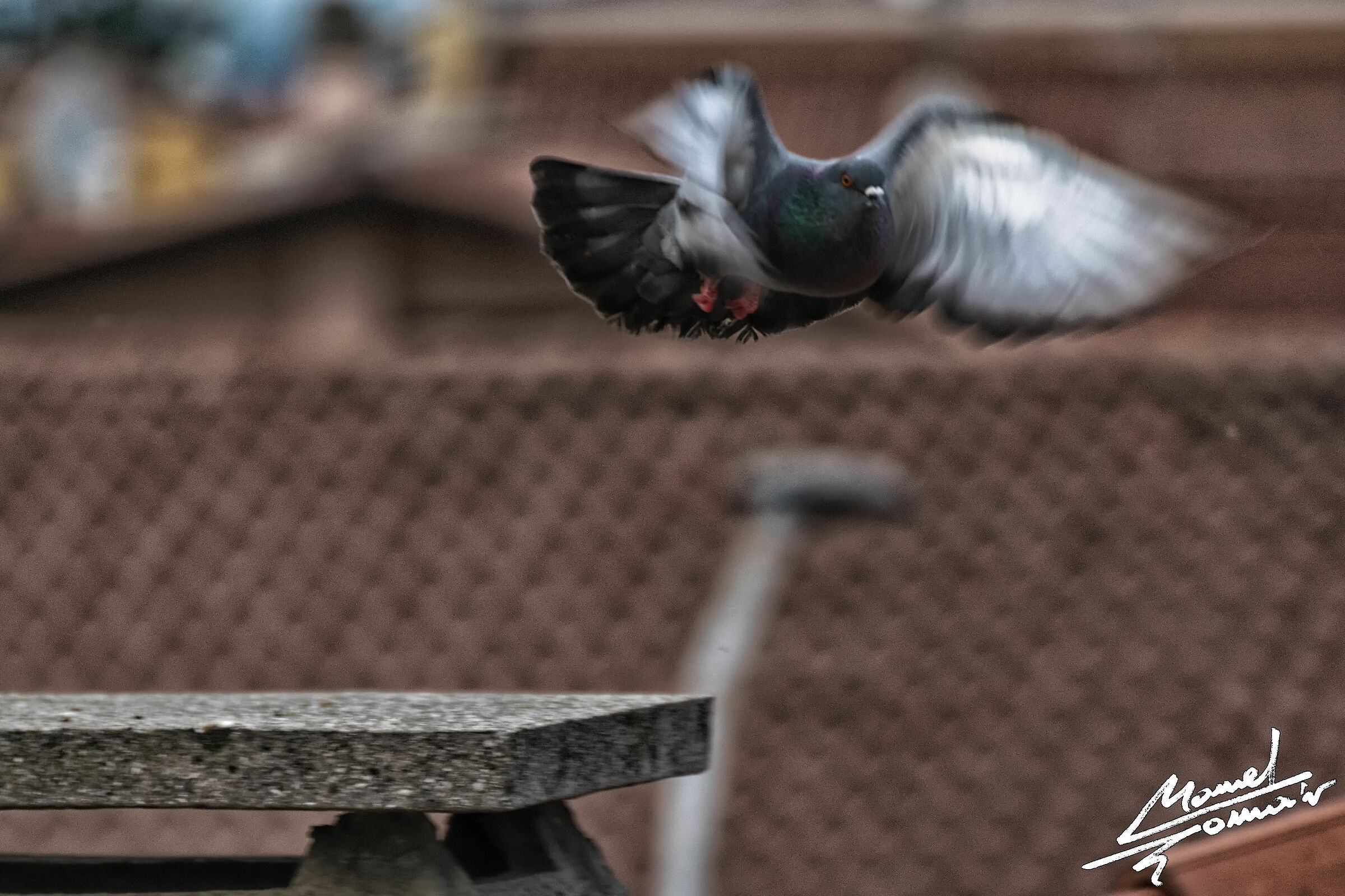 Piccione 3 (Columba livia)