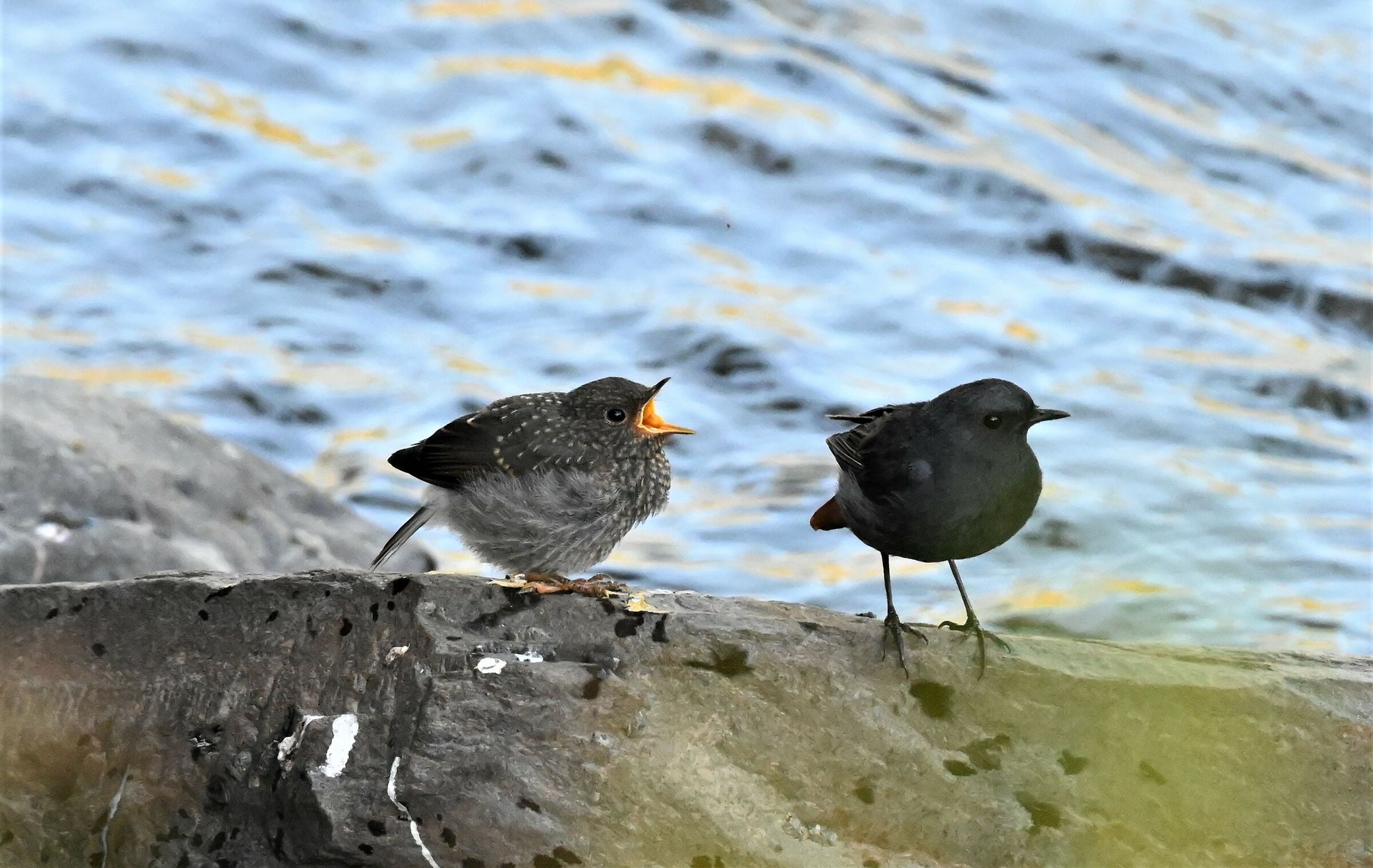 pullo di merlo acquaiolo e codirosso fuligginoso